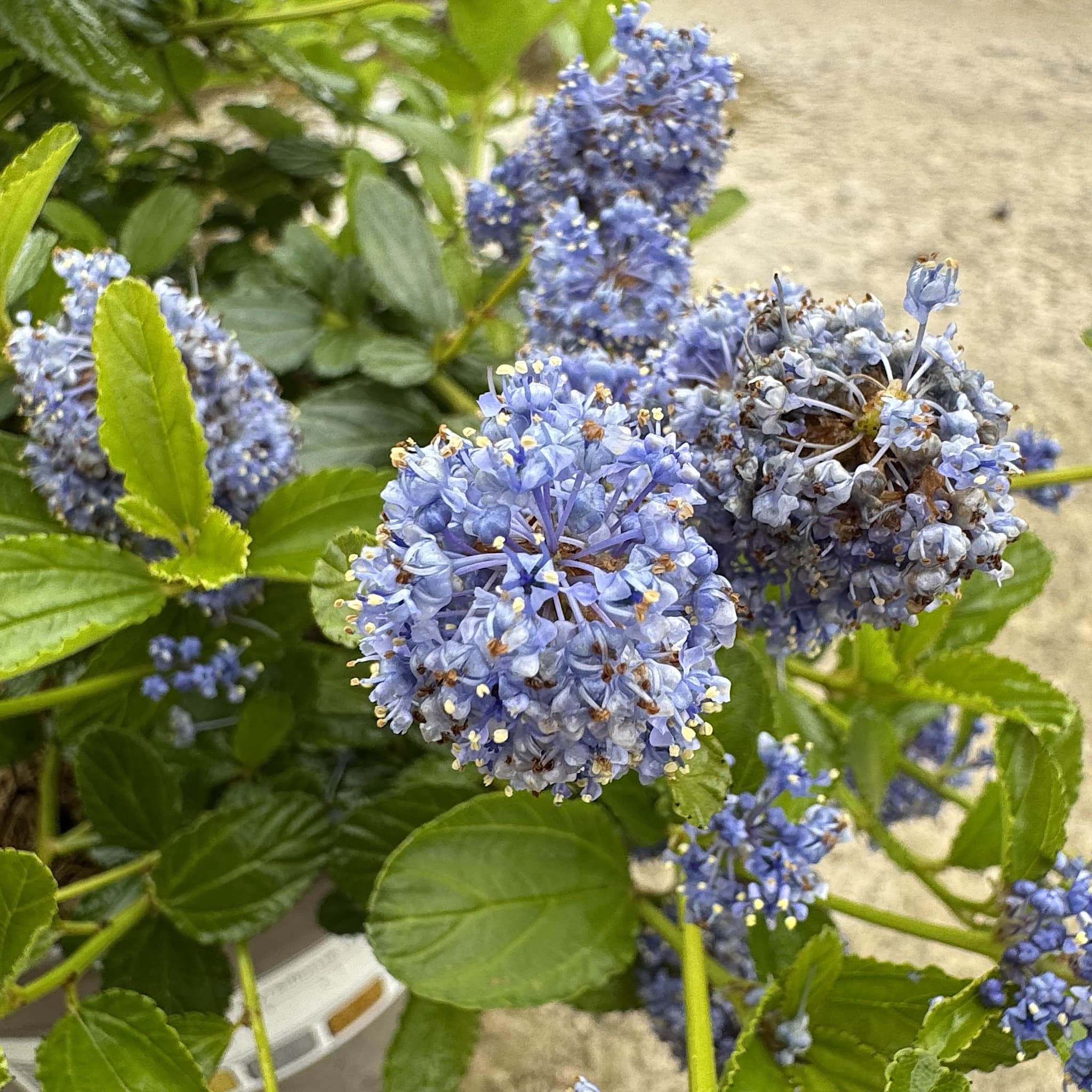 Ceanothus thyrsiflorus repens