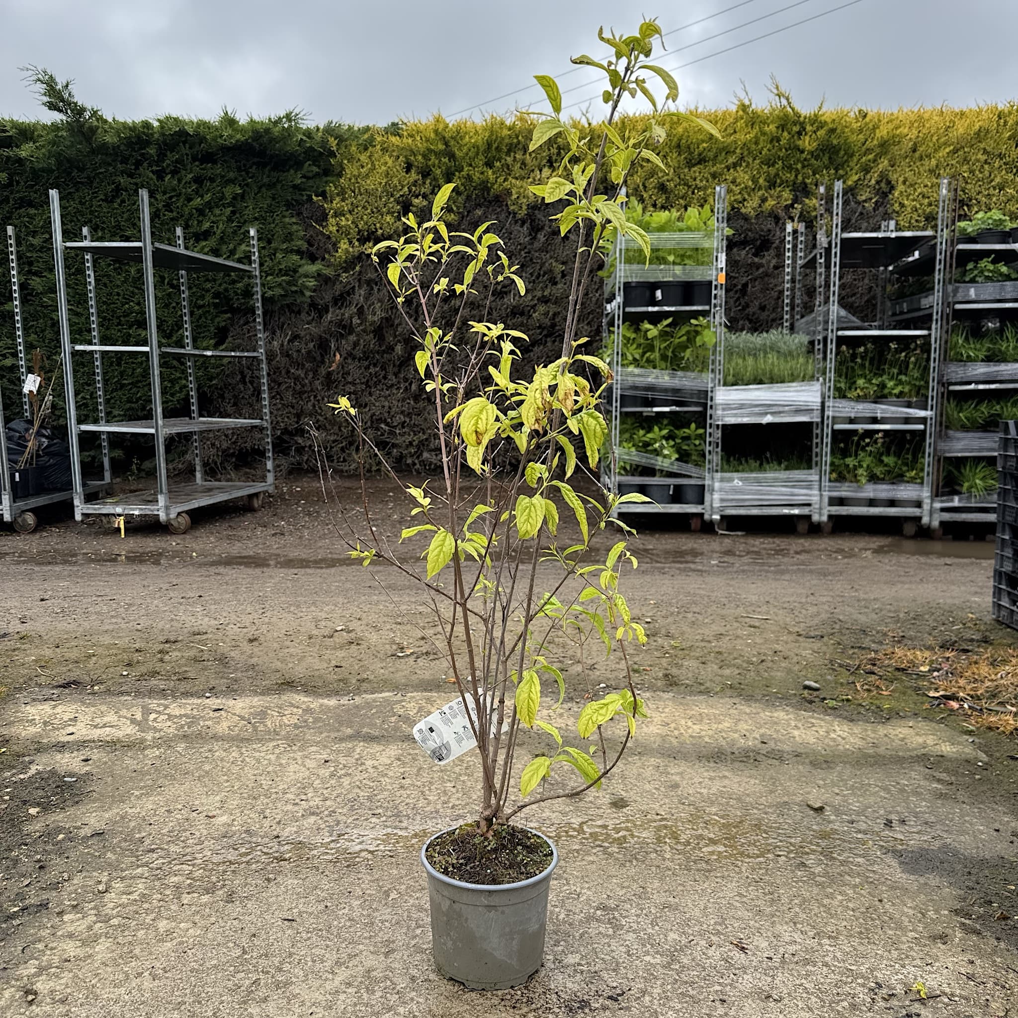Chimonanthus praecox