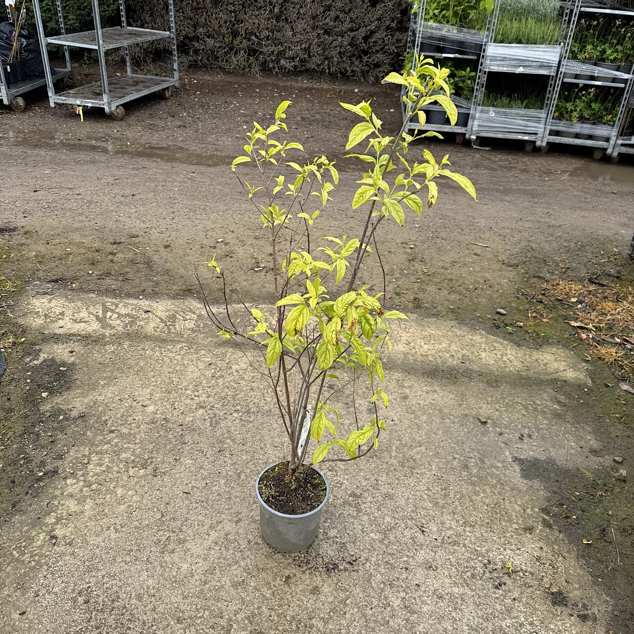 Chimonanthus praecox
