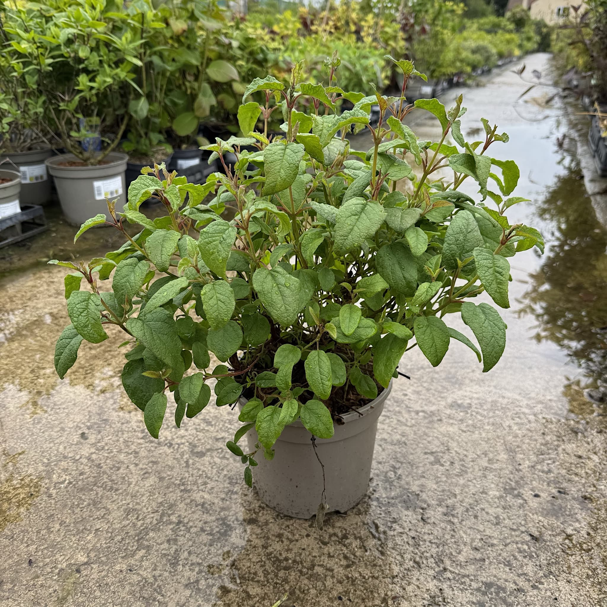 Cistus corbariensis