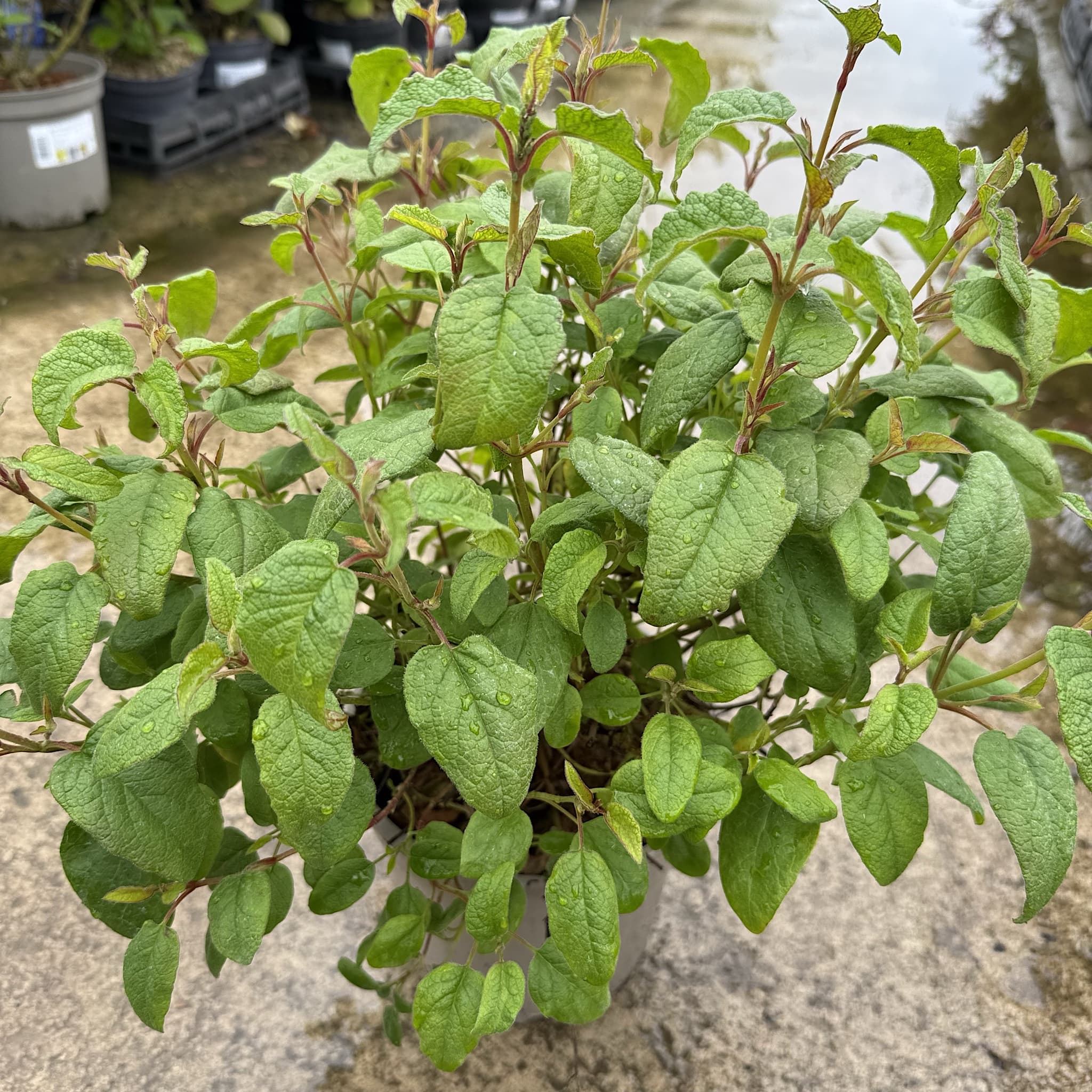 Cistus corbariensis