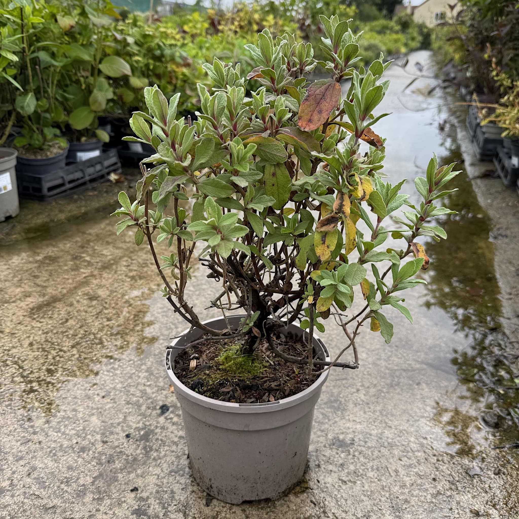 Cistus pulv. 'Sunset'