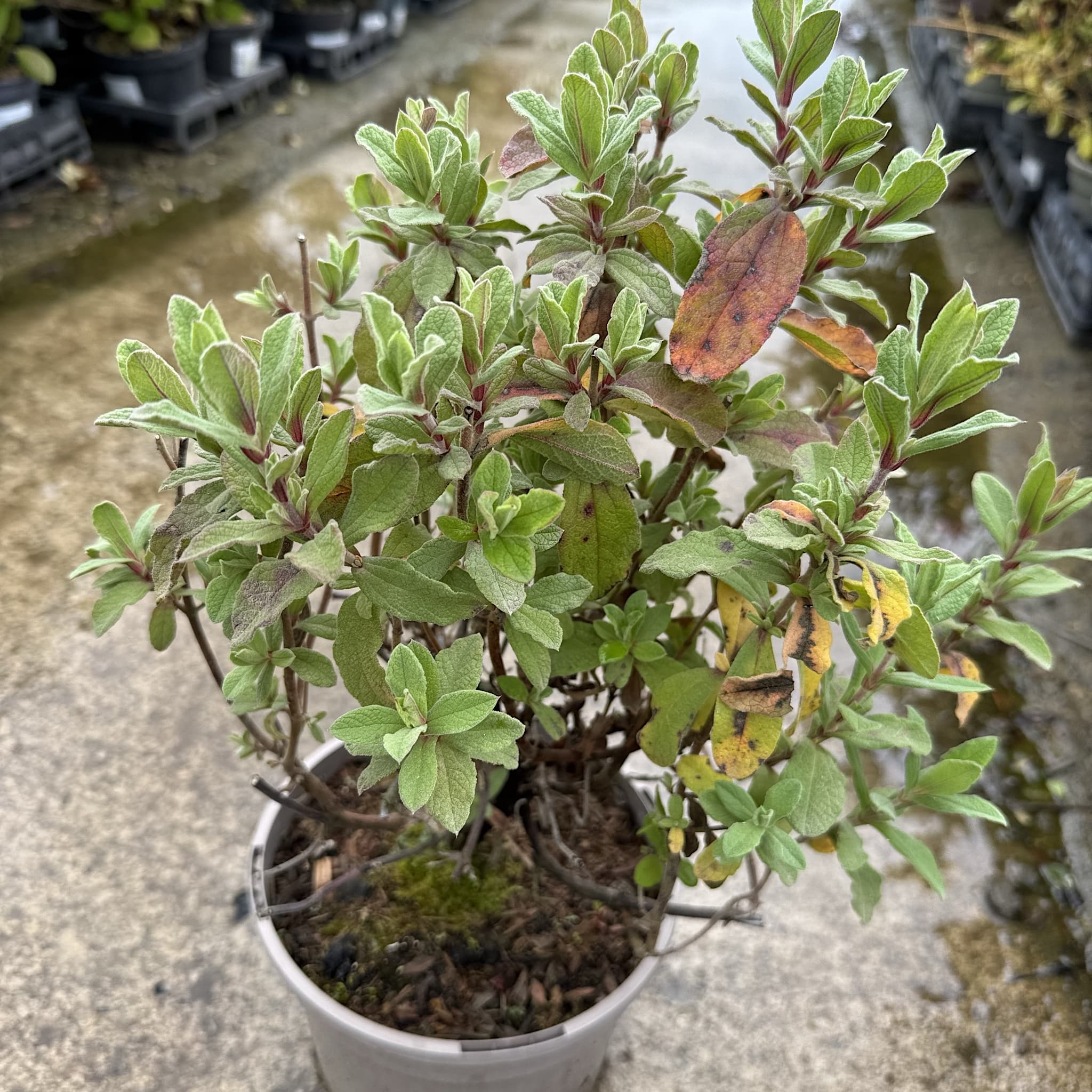 Cistus pulv. 'Sunset'