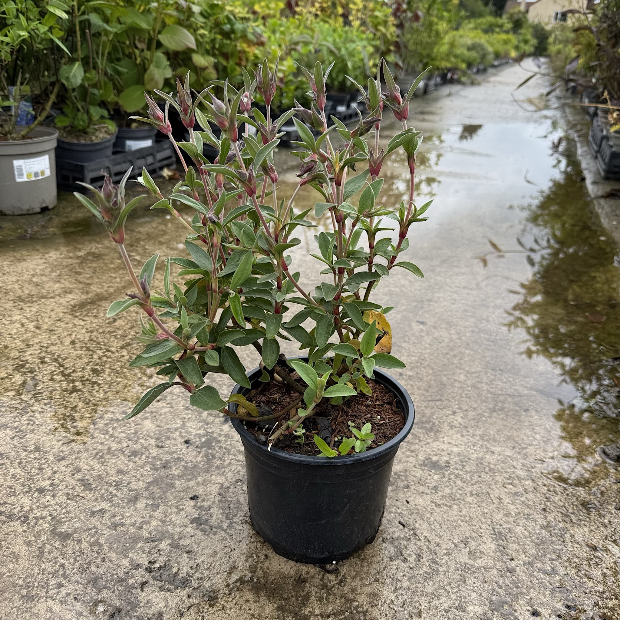 Cistus 'Silver Pink'
