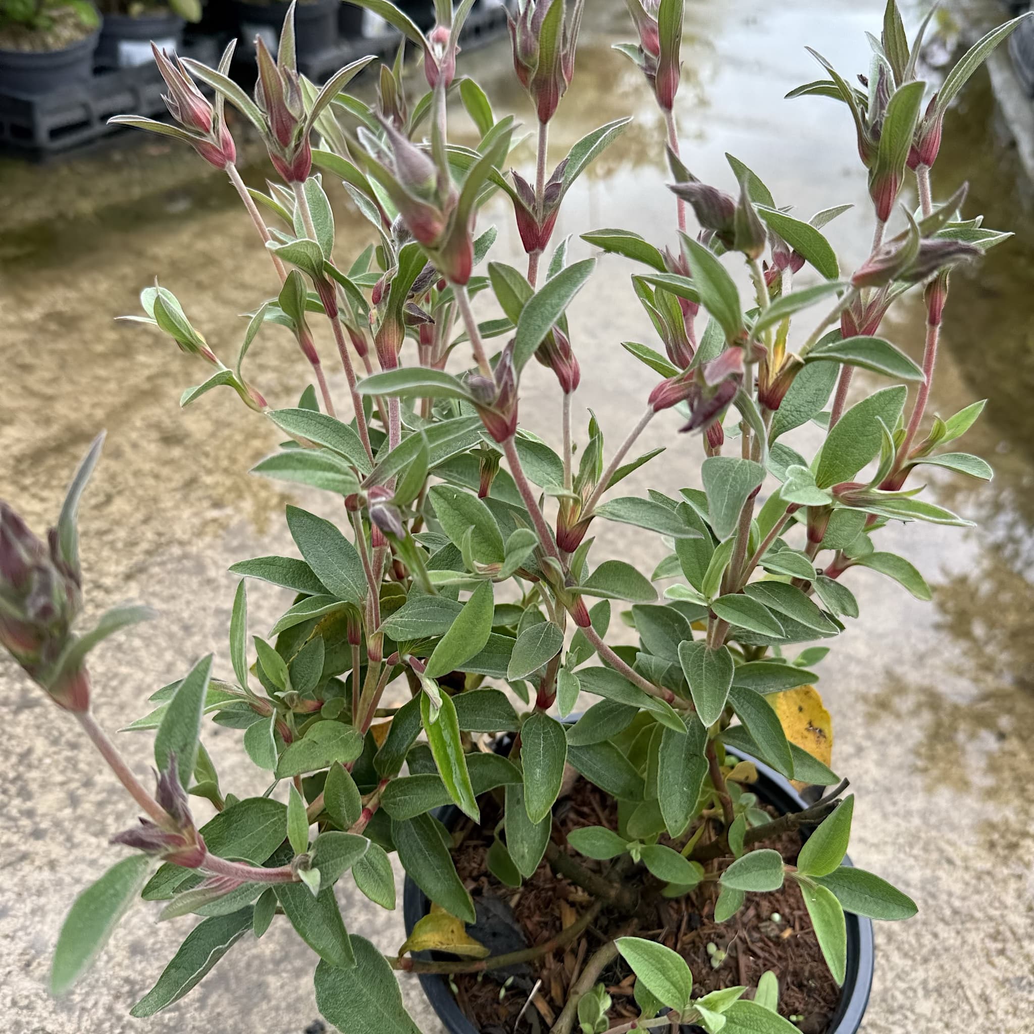 Cistus 'Silver Pink'