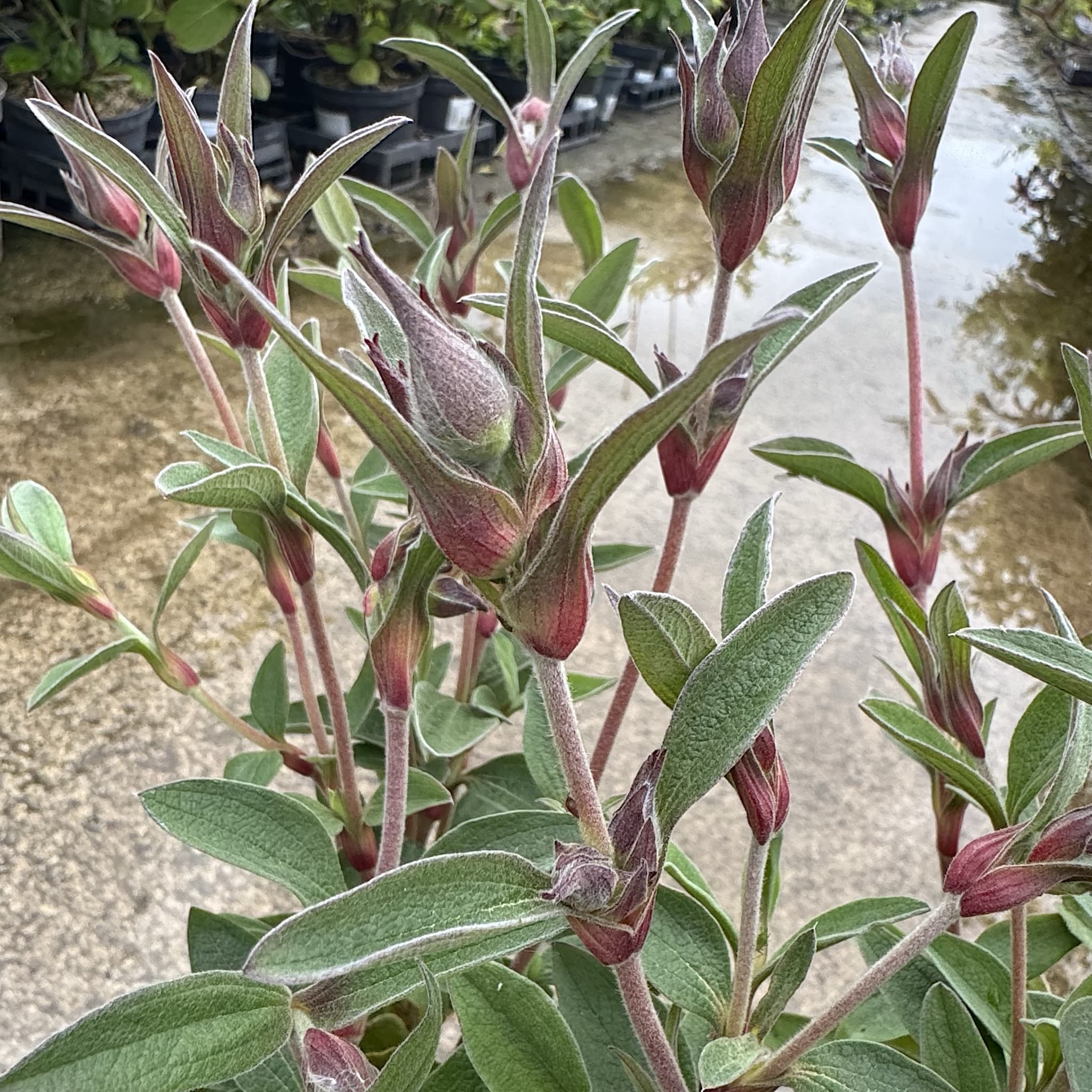Cistus 'Silver Pink'