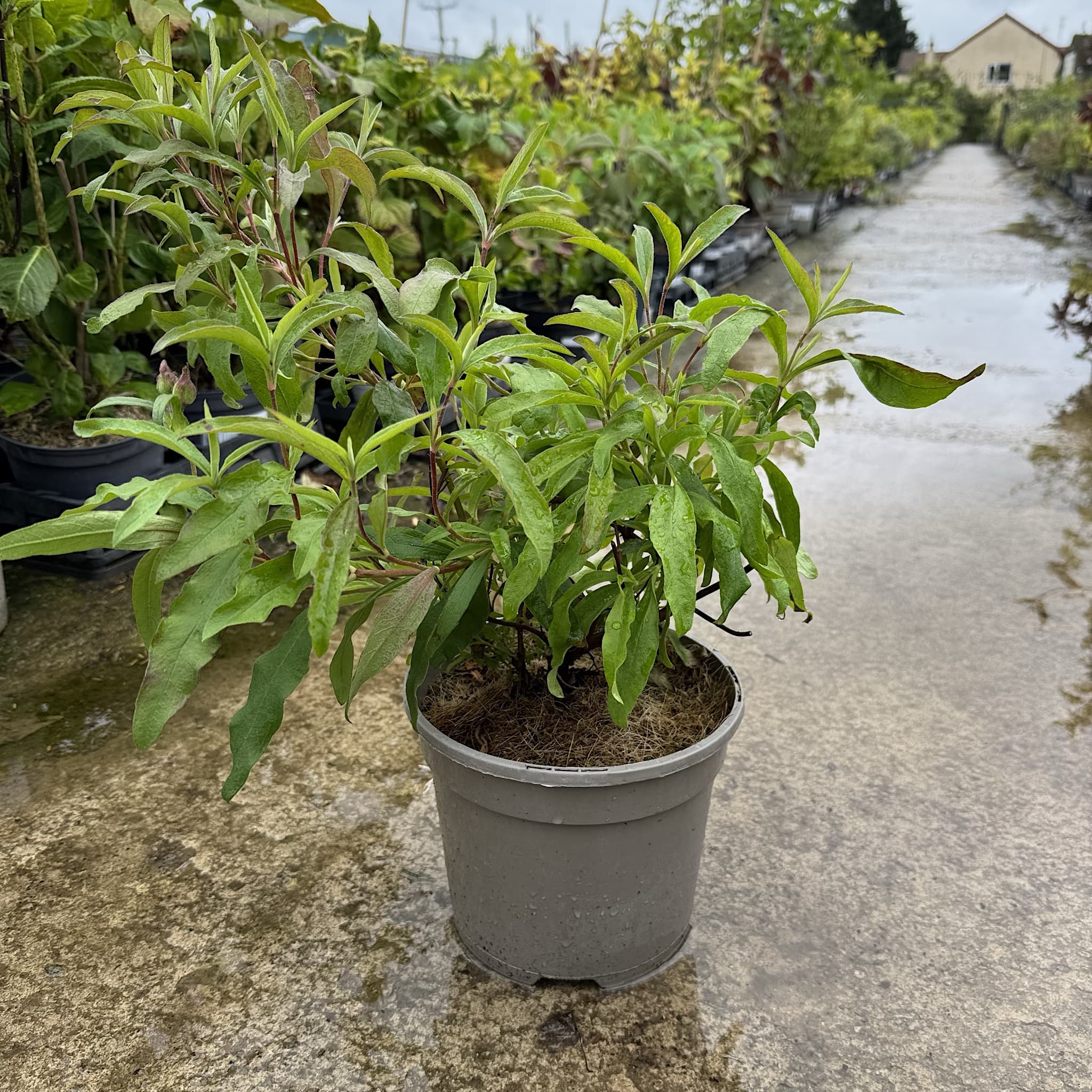 Cistus x purpureus