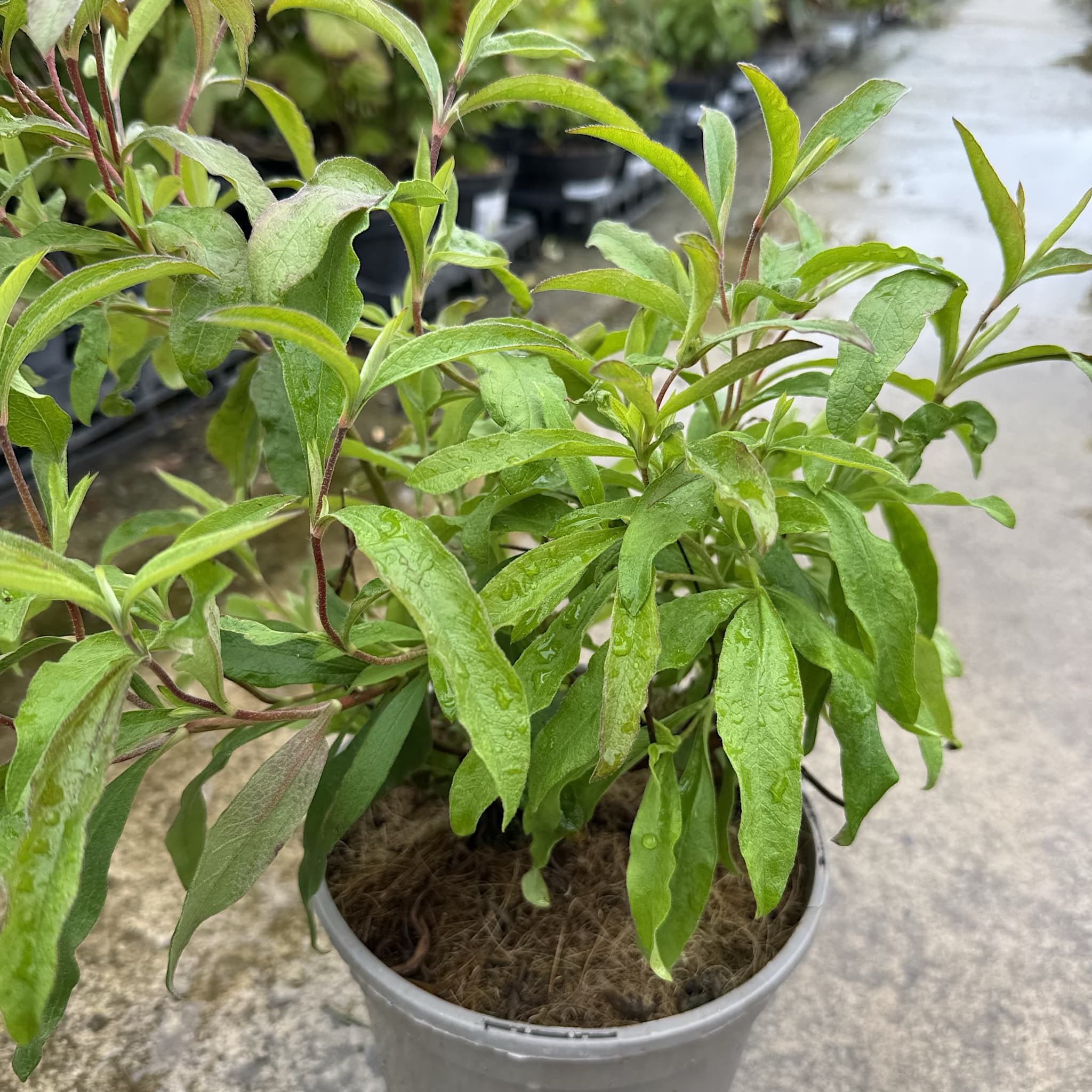 Cistus x purpureus
