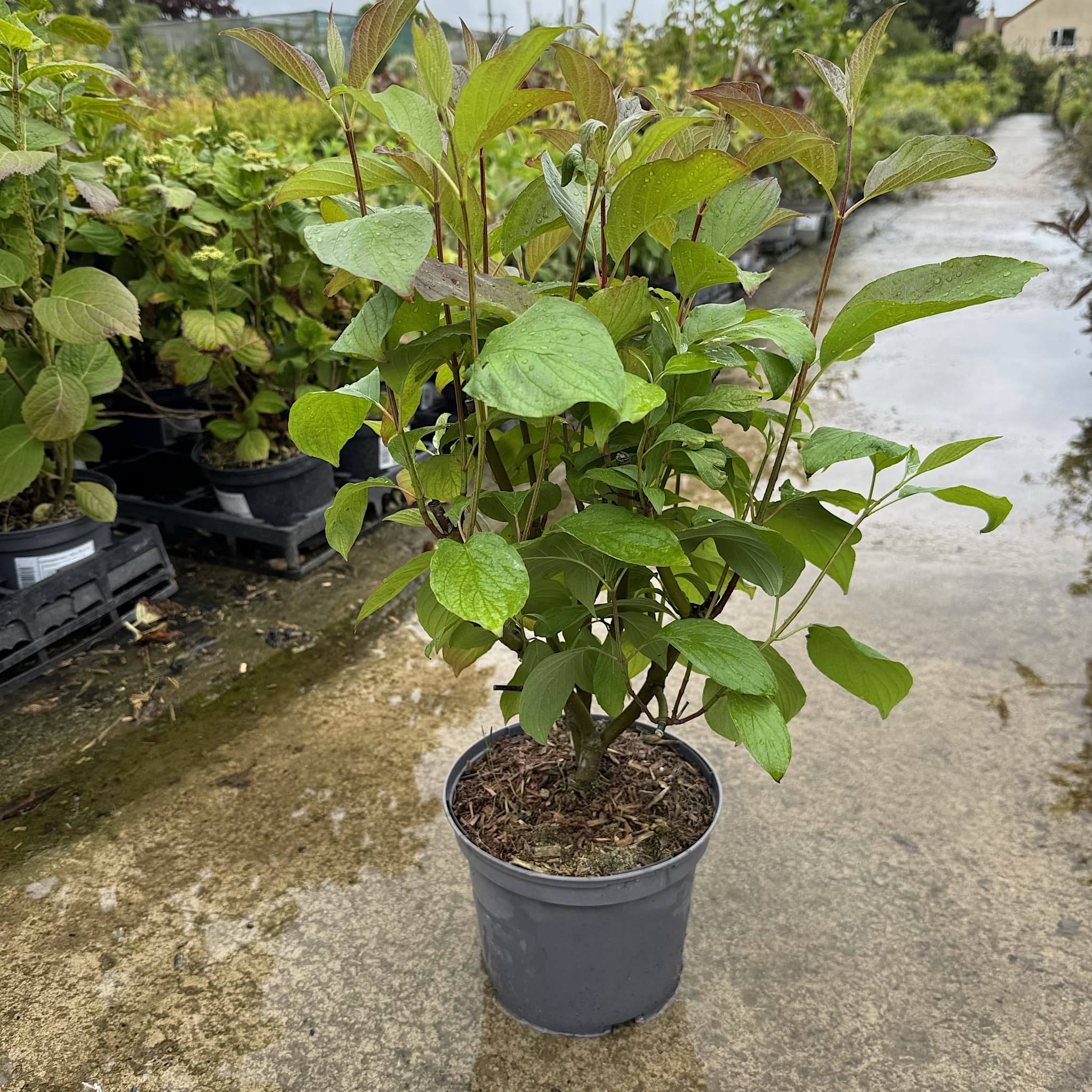 Cornus alba 'Baton Rouge'