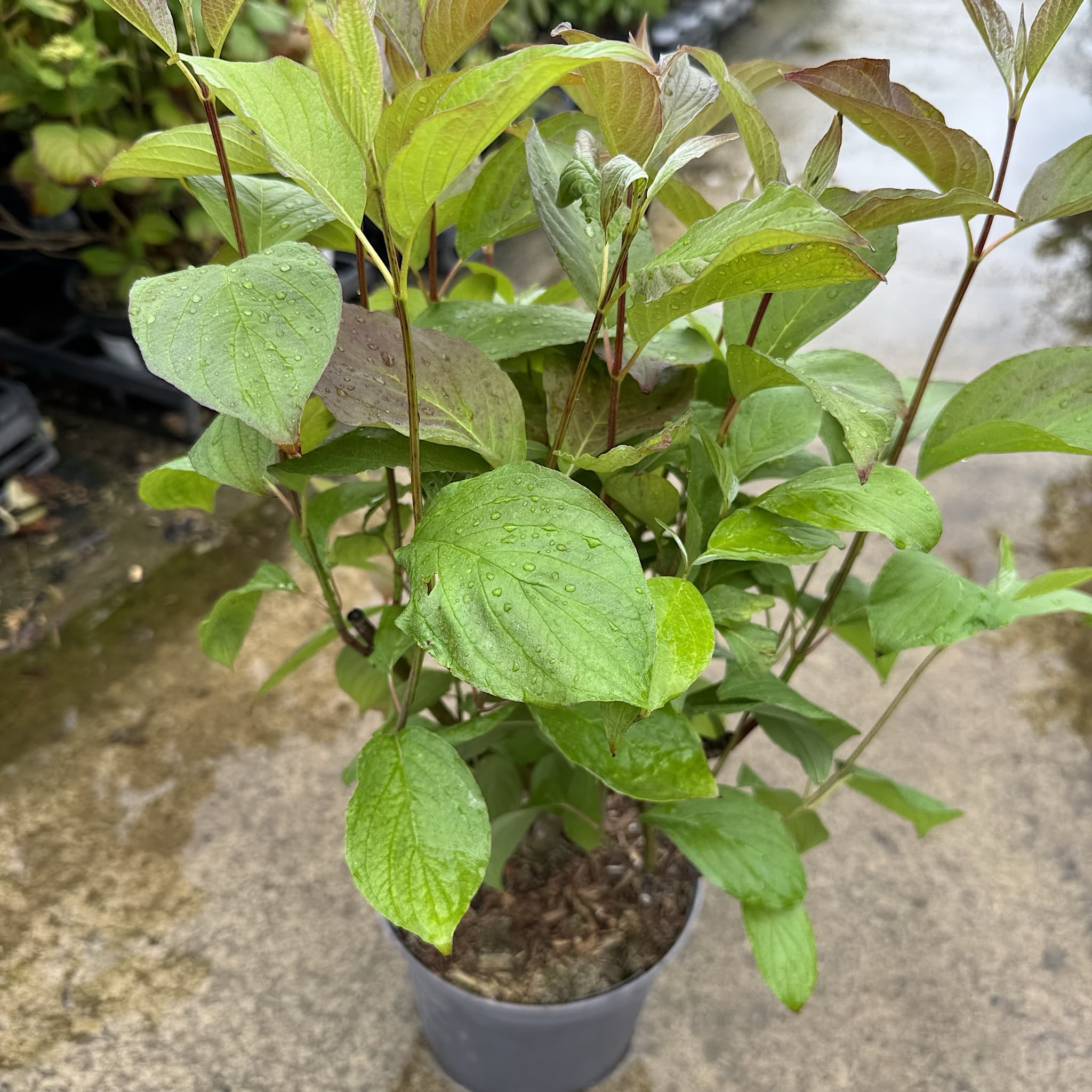 Cornus alba 'Baton Rouge'
