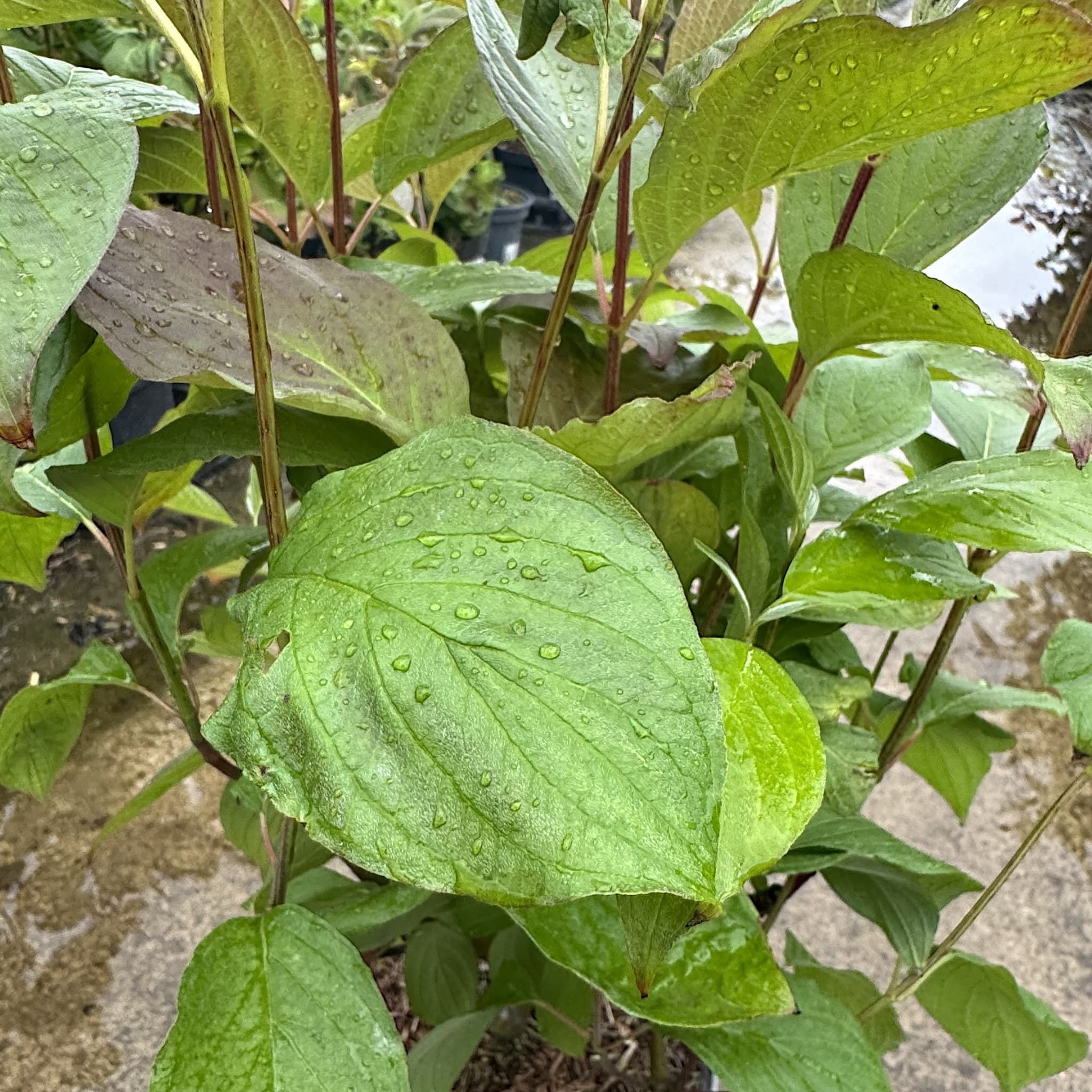 Cornus alba 'Baton Rouge'