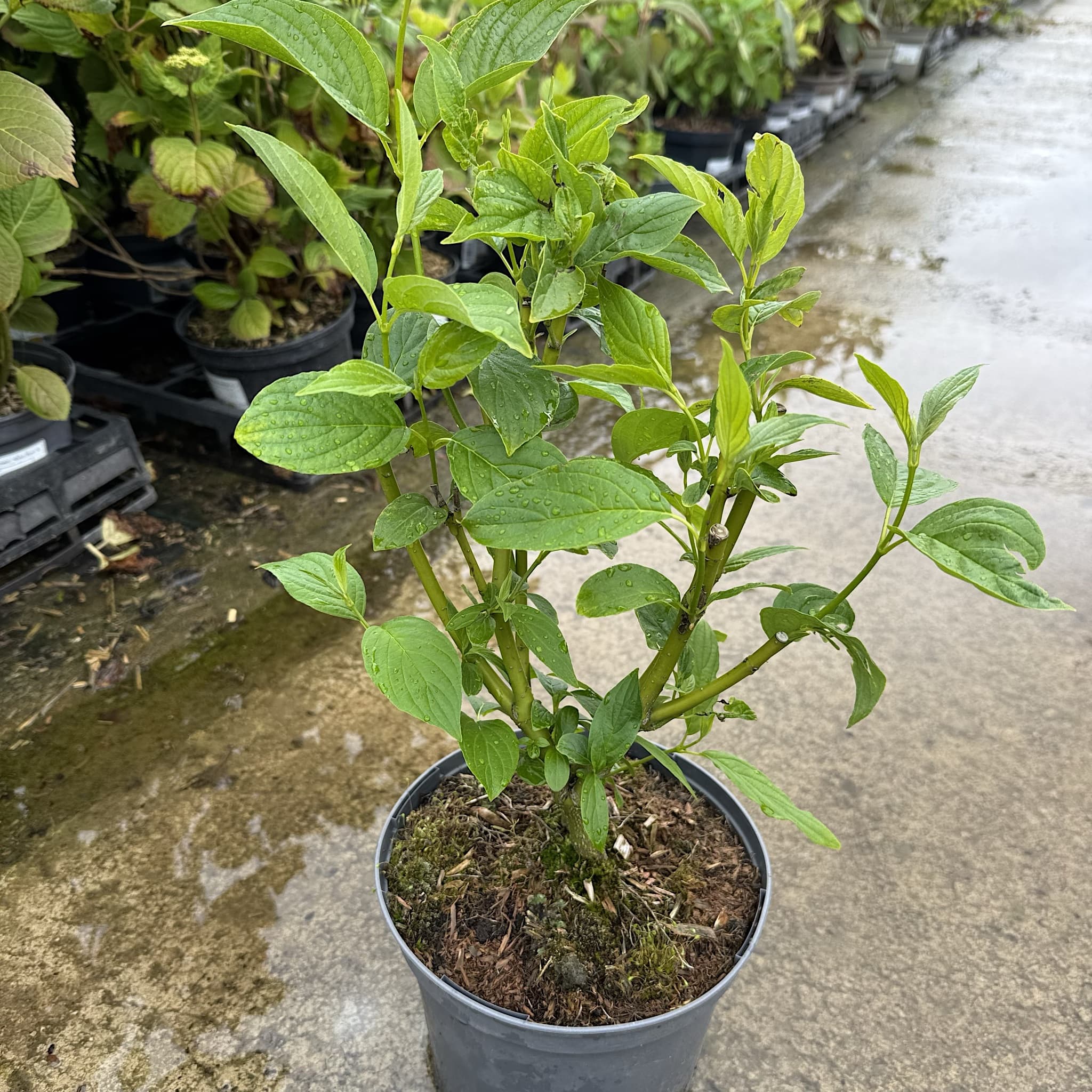 Cornus sericea 'Buds Yellow'