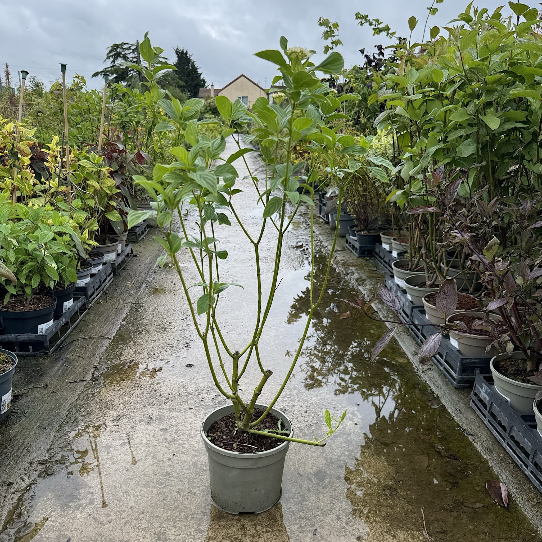 Cornus stolonifera 'Flaviramea'