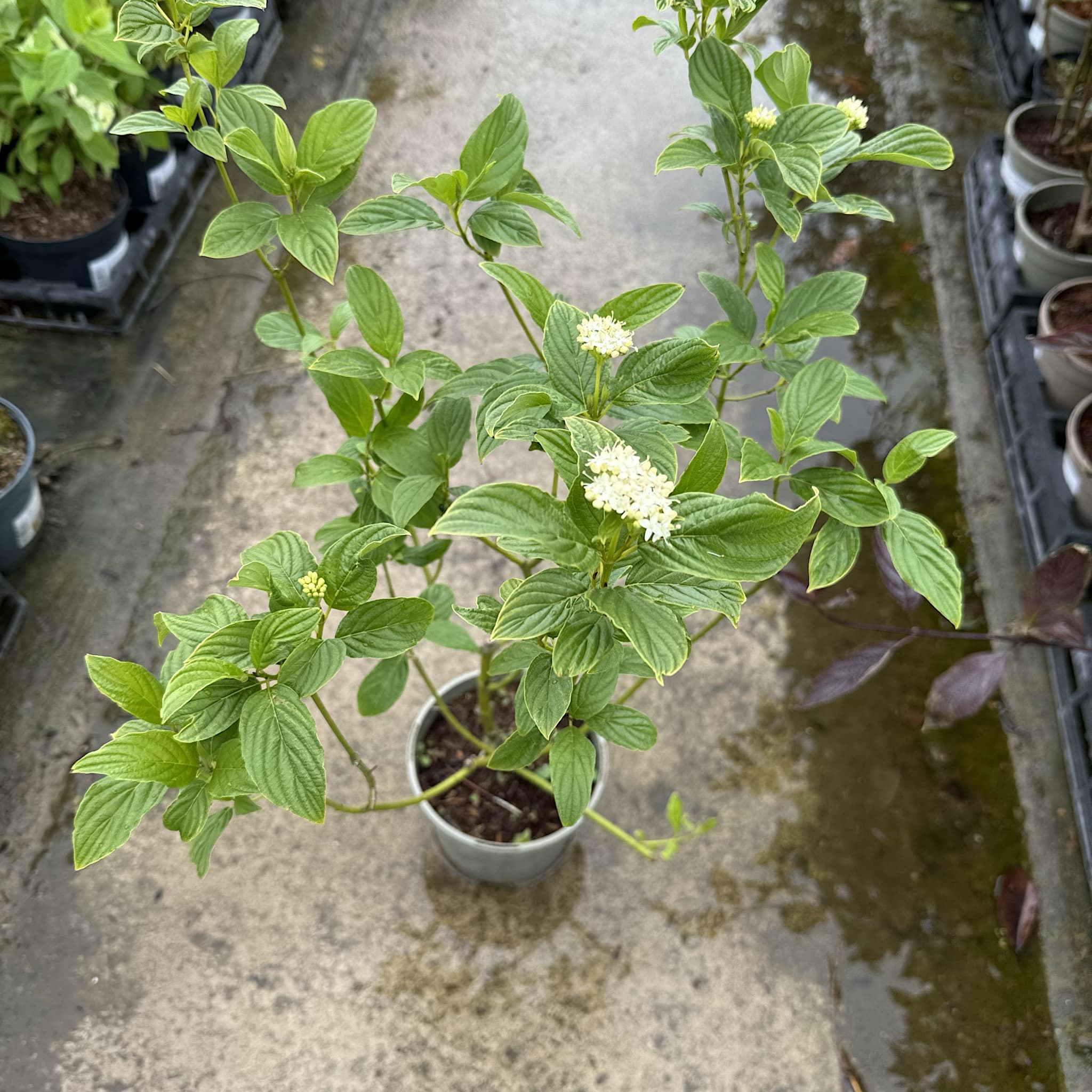 Cornus stolonifera 'Flaviramea'