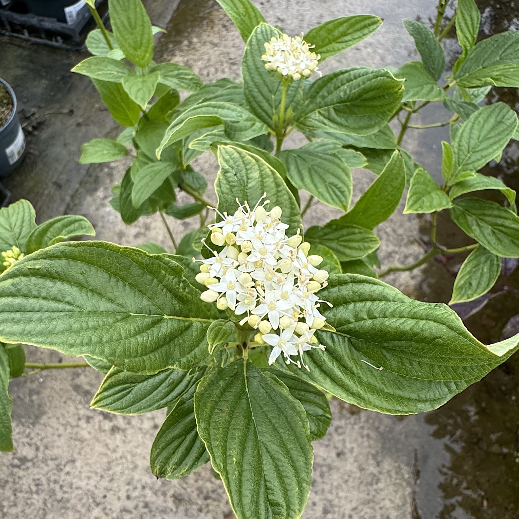 Cornus stolonifera 'Flaviramea'