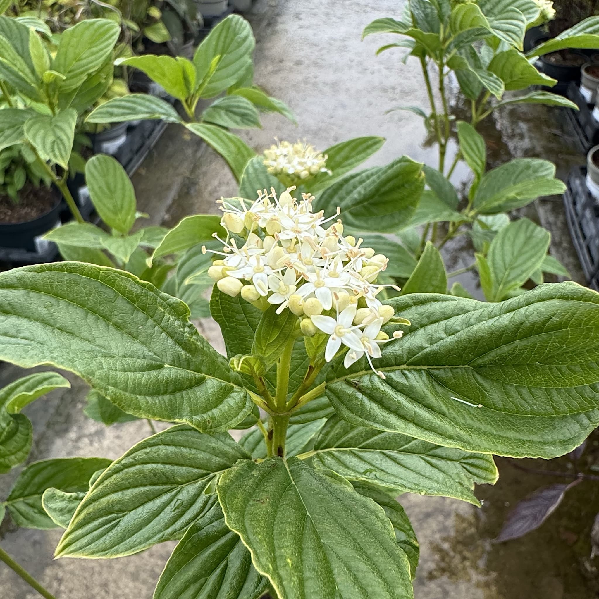 Cornus stolonifera 'Flaviramea'