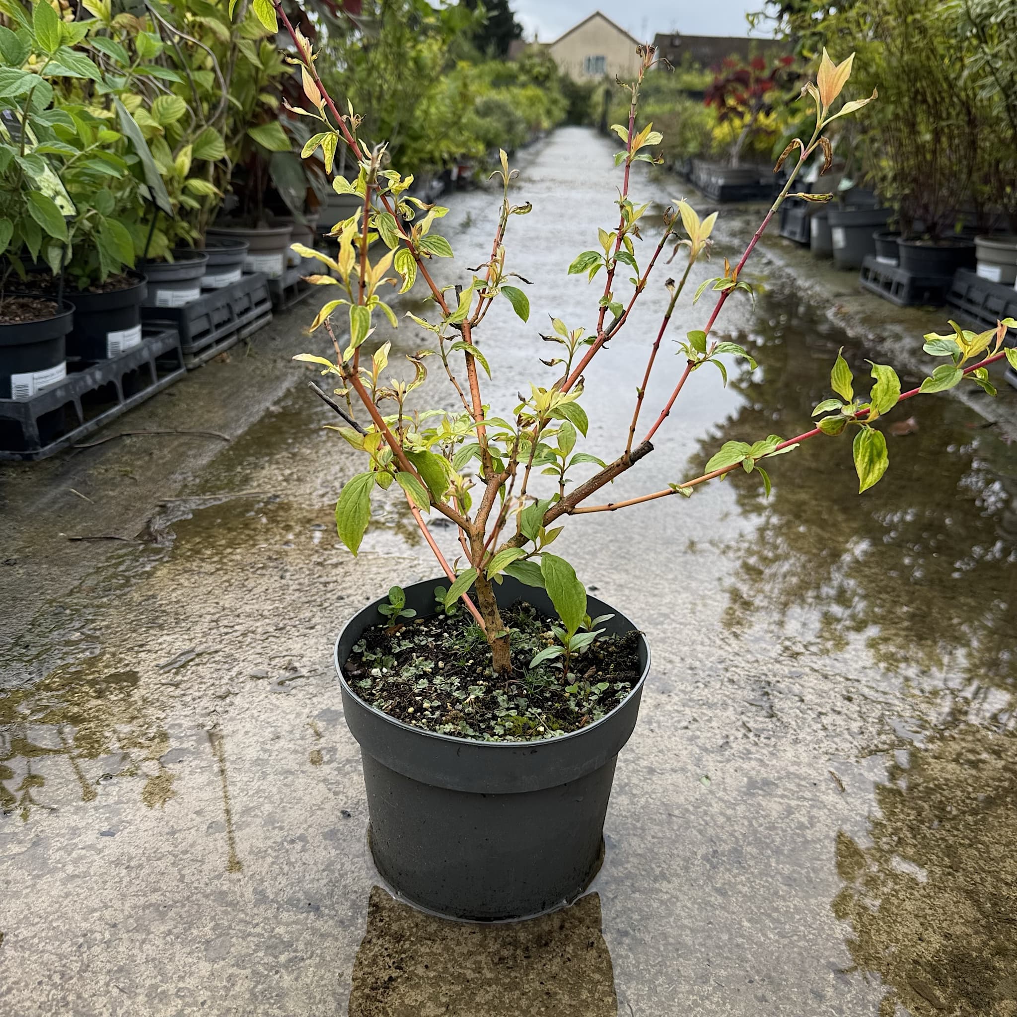 Cornus alba 'Anny's Winter Orange'