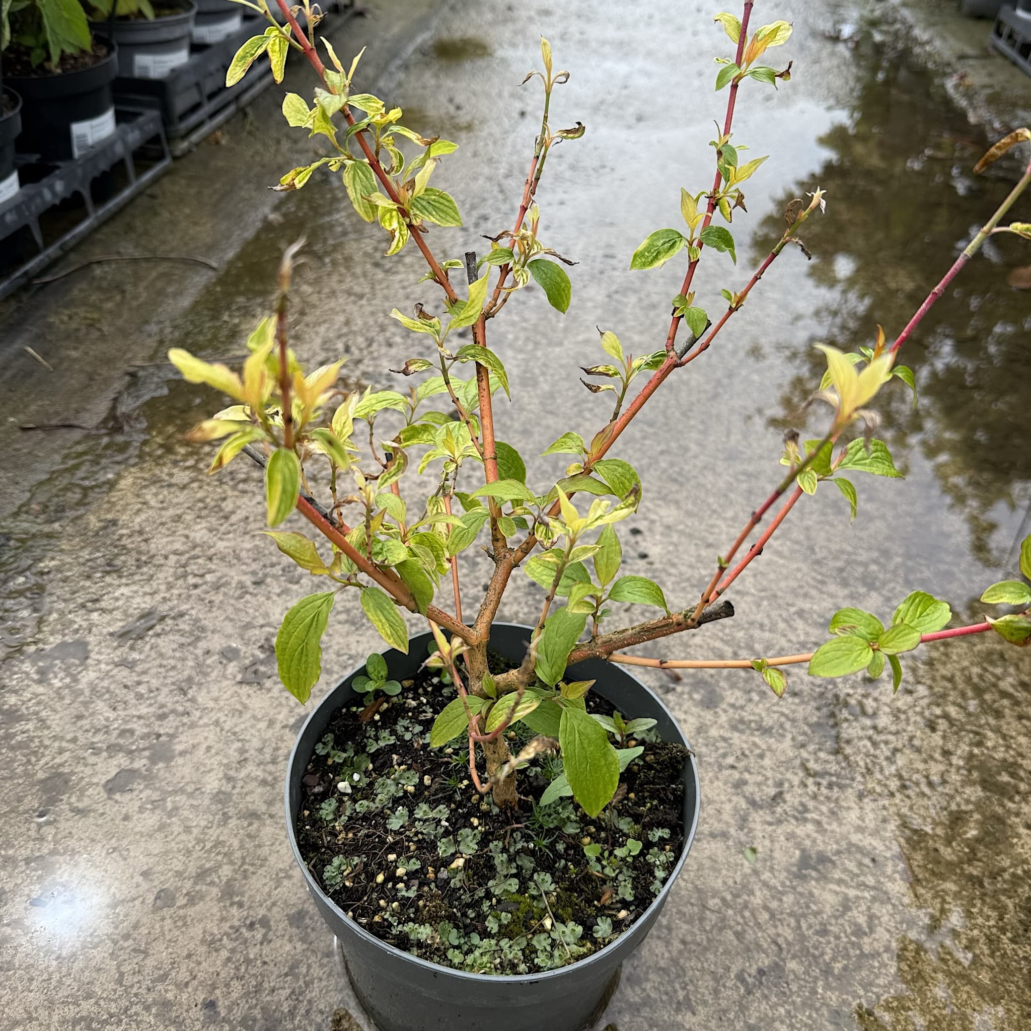 Cornus alba 'Anny's Winter Orange'