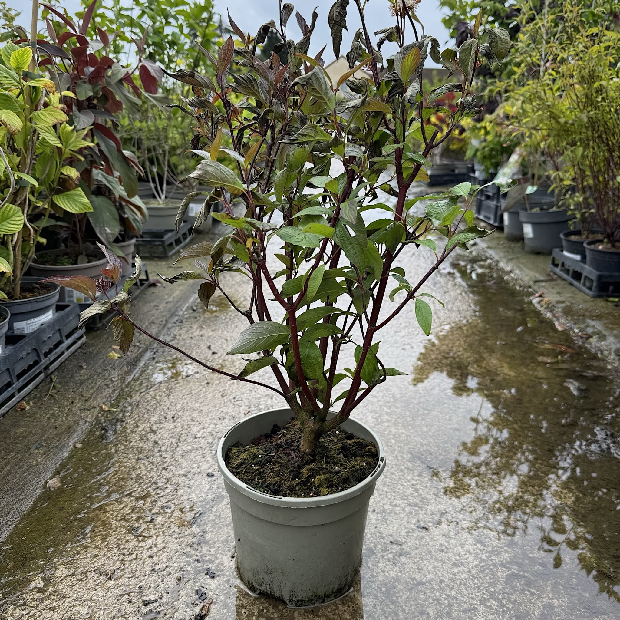 Cornus alba 'Kesselringii'