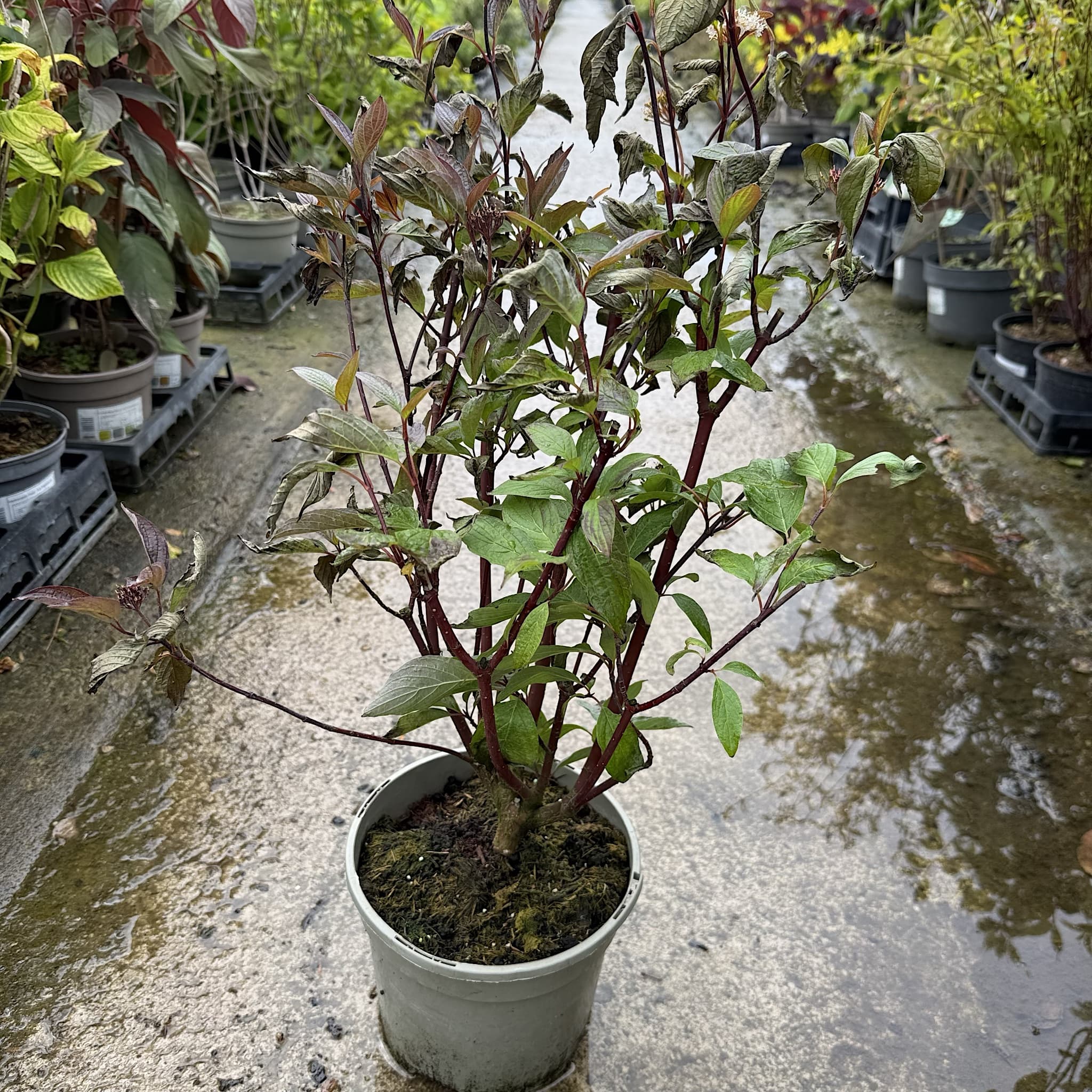 Cornus alba 'Kesselringii'