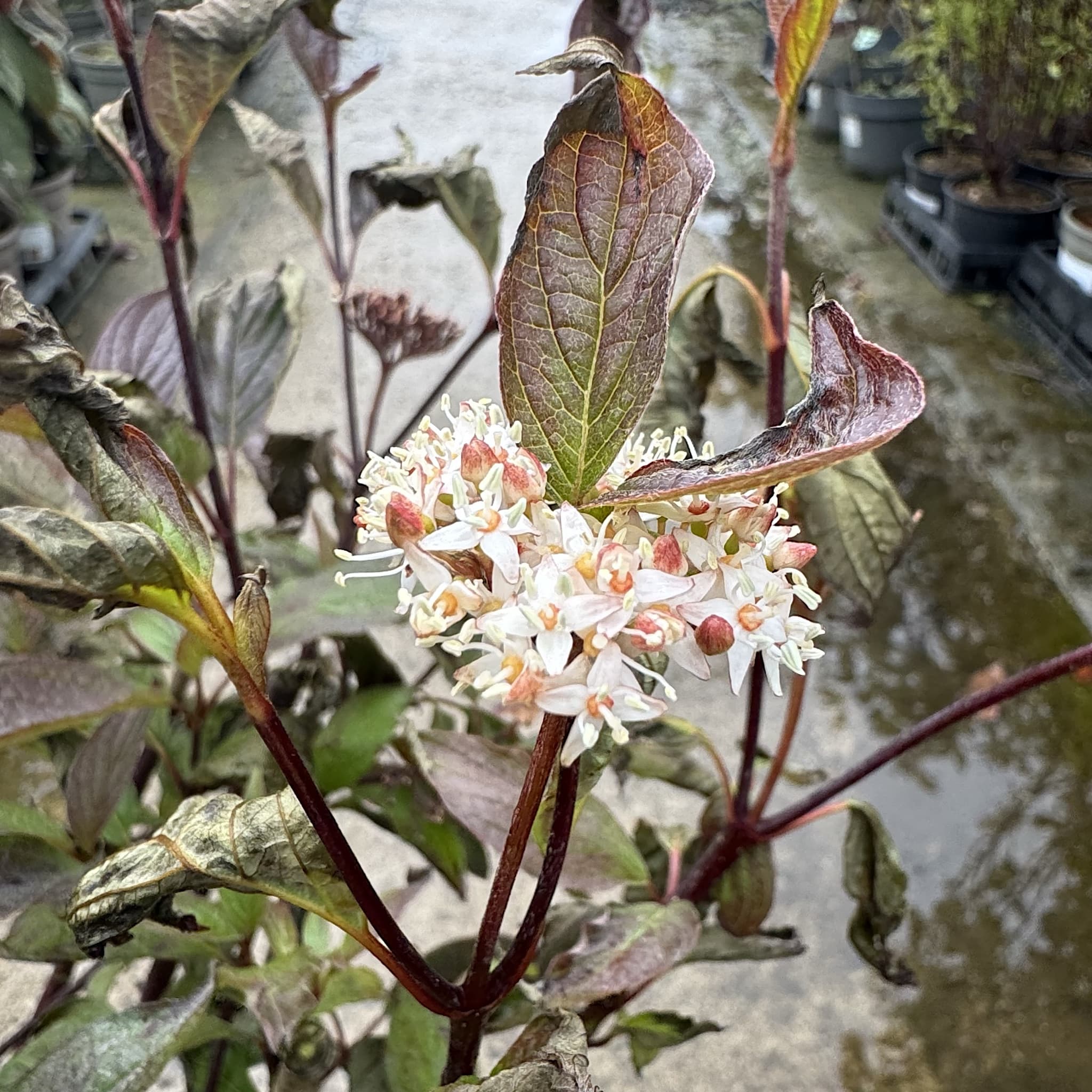 Cornus alba 'Kesselringii'