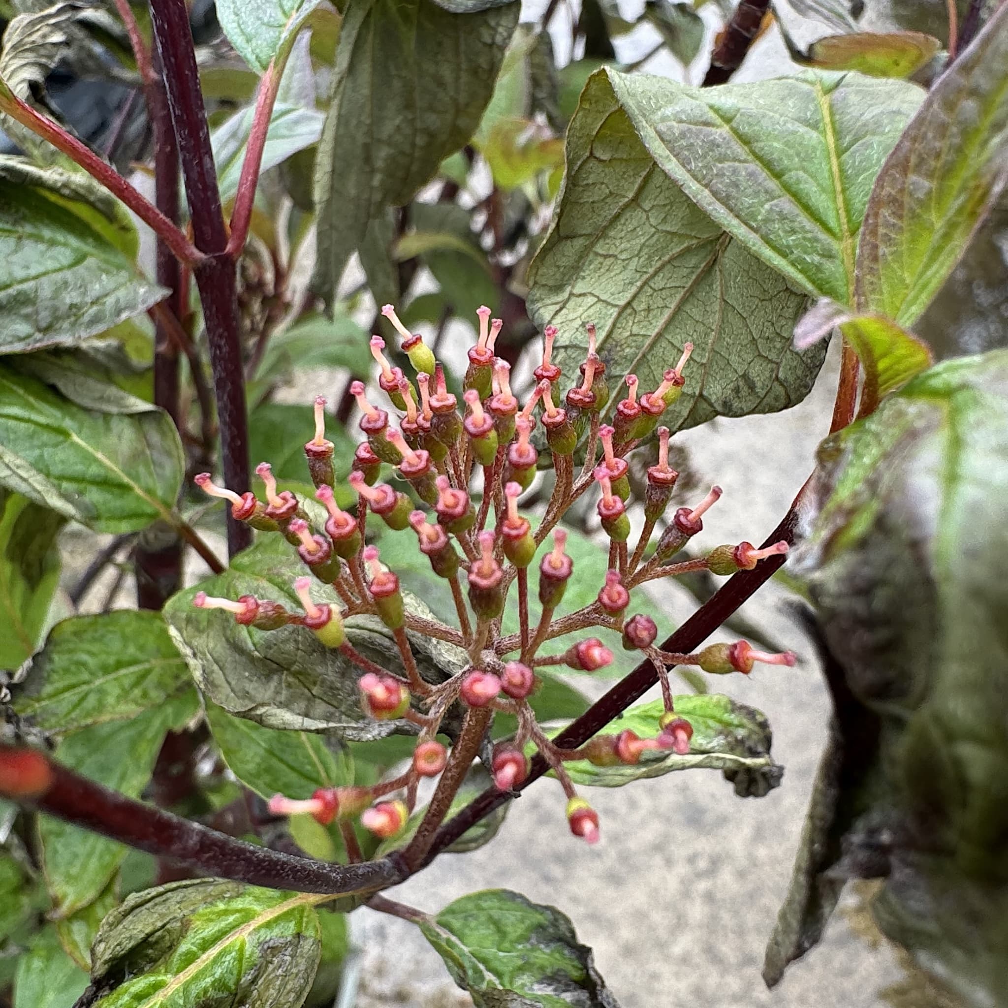Cornus alba 'Kesselringii'