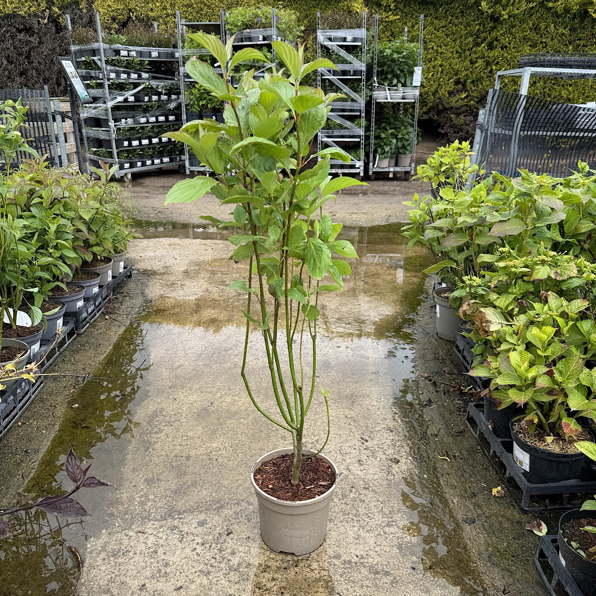 Cornus alba 'Sibirica'