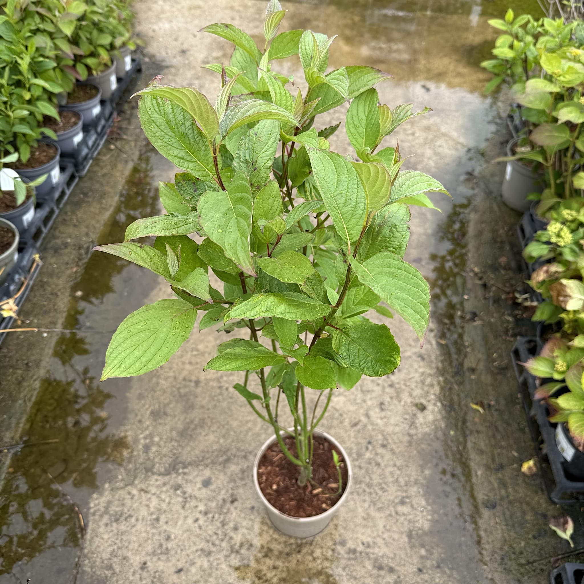 Cornus alba 'Sibirica'