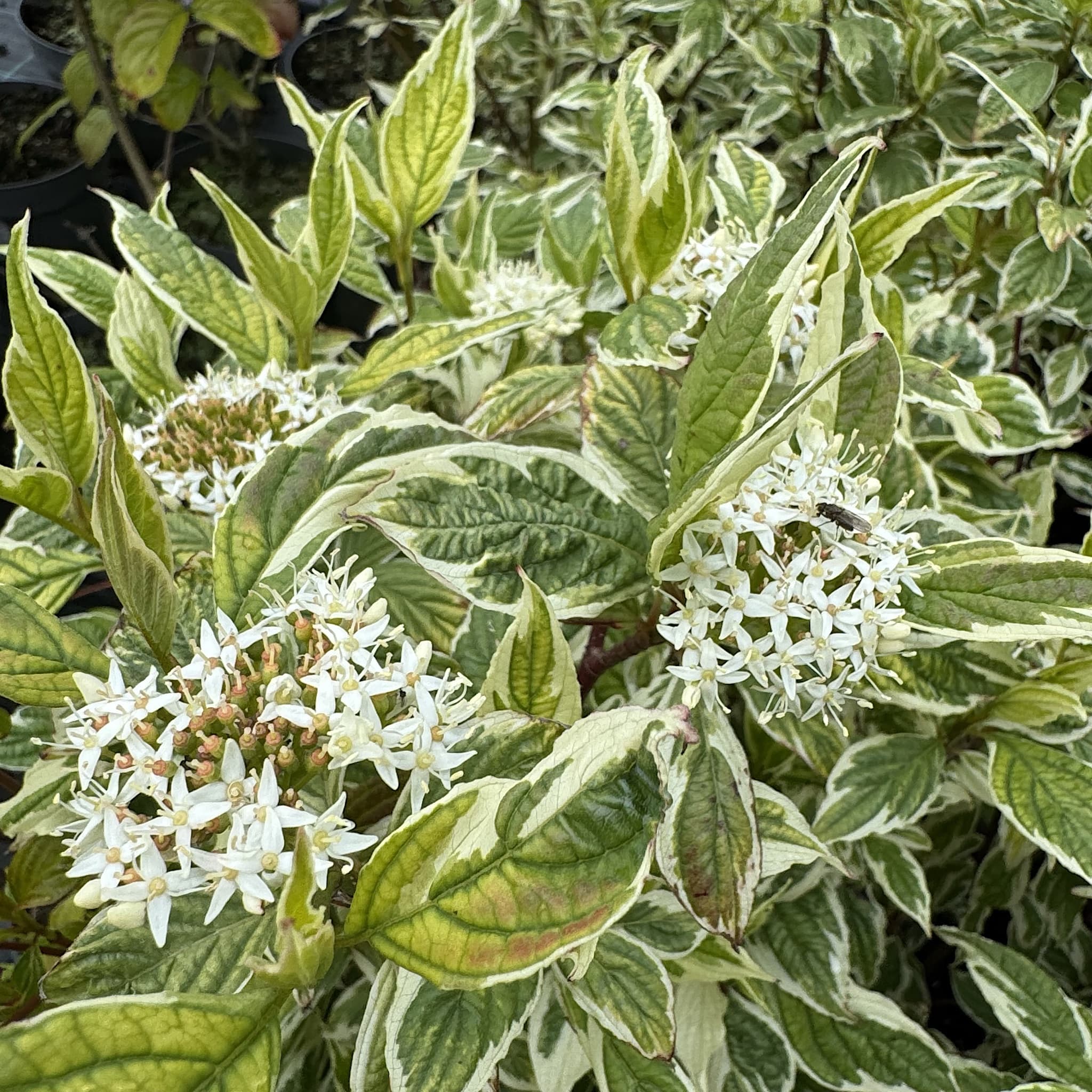 Cornus alba 'Sibirica Variegata'