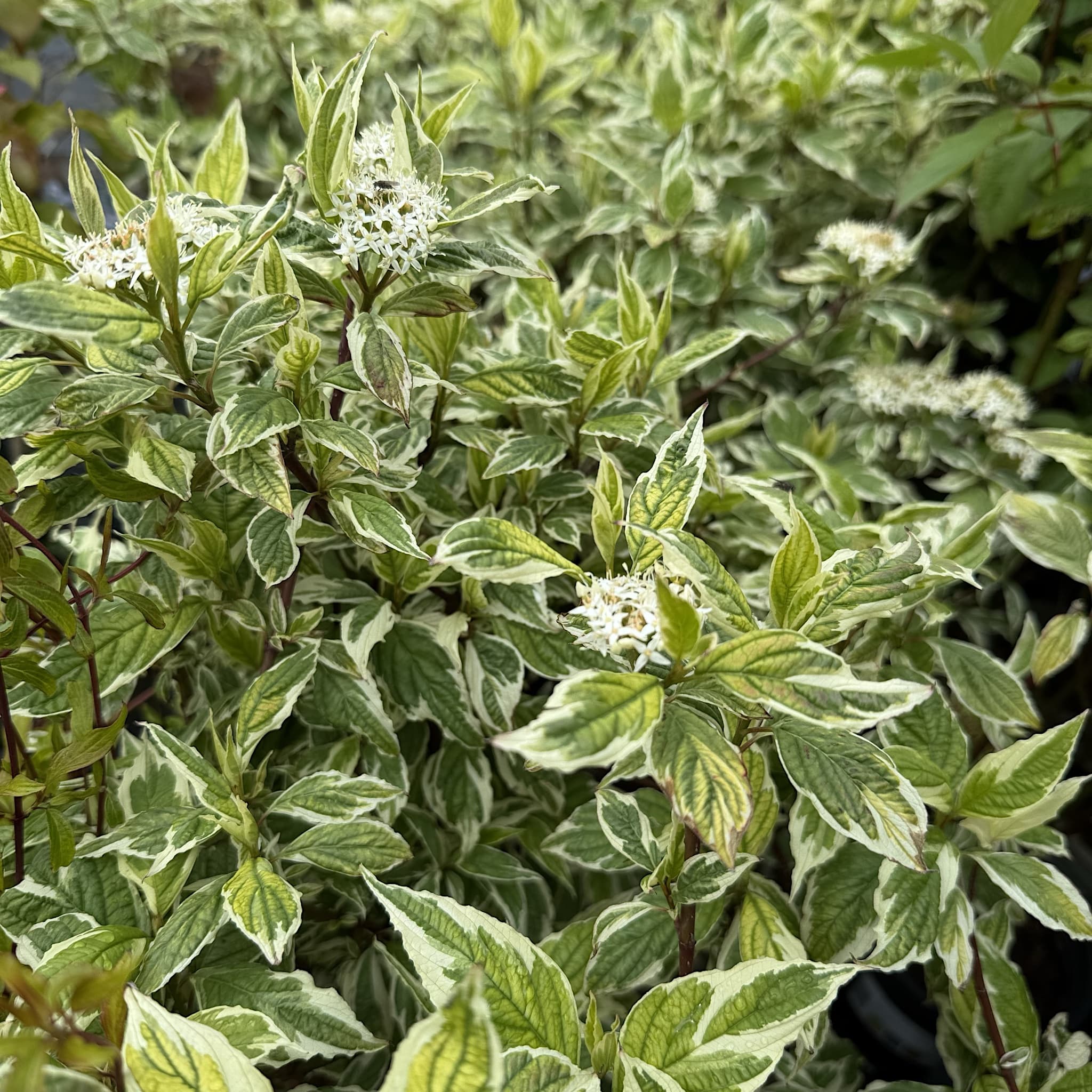 Cornus alba 'Sibirica Variegata'