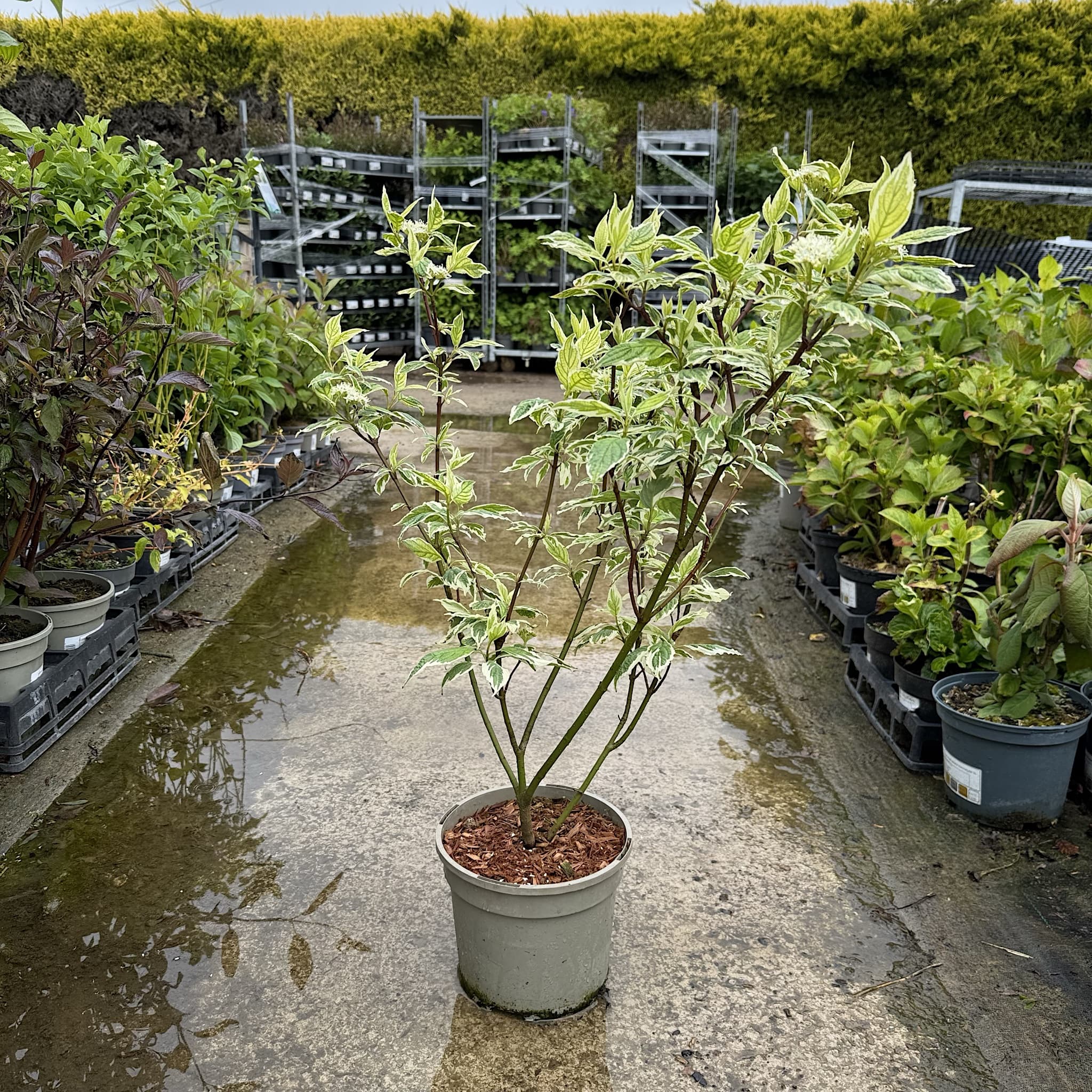 Cornus alba 'Sibirica Variegata'