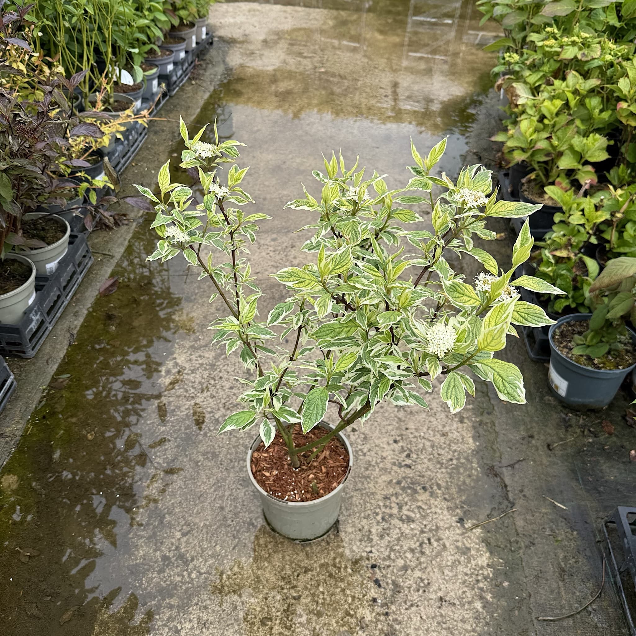 Cornus alba 'Sibirica Variegata'