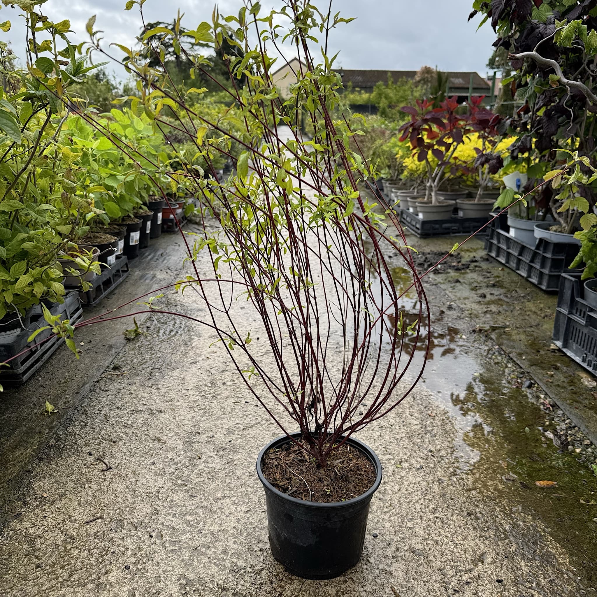 Cornus sericea 'Kelseyi'
