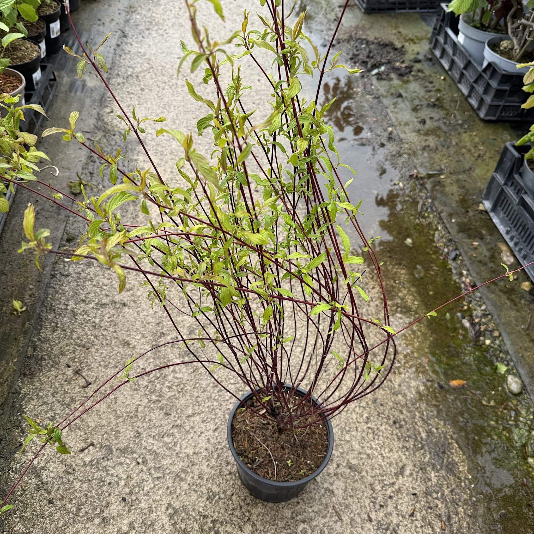 Cornus sericea 'Kelseyi'