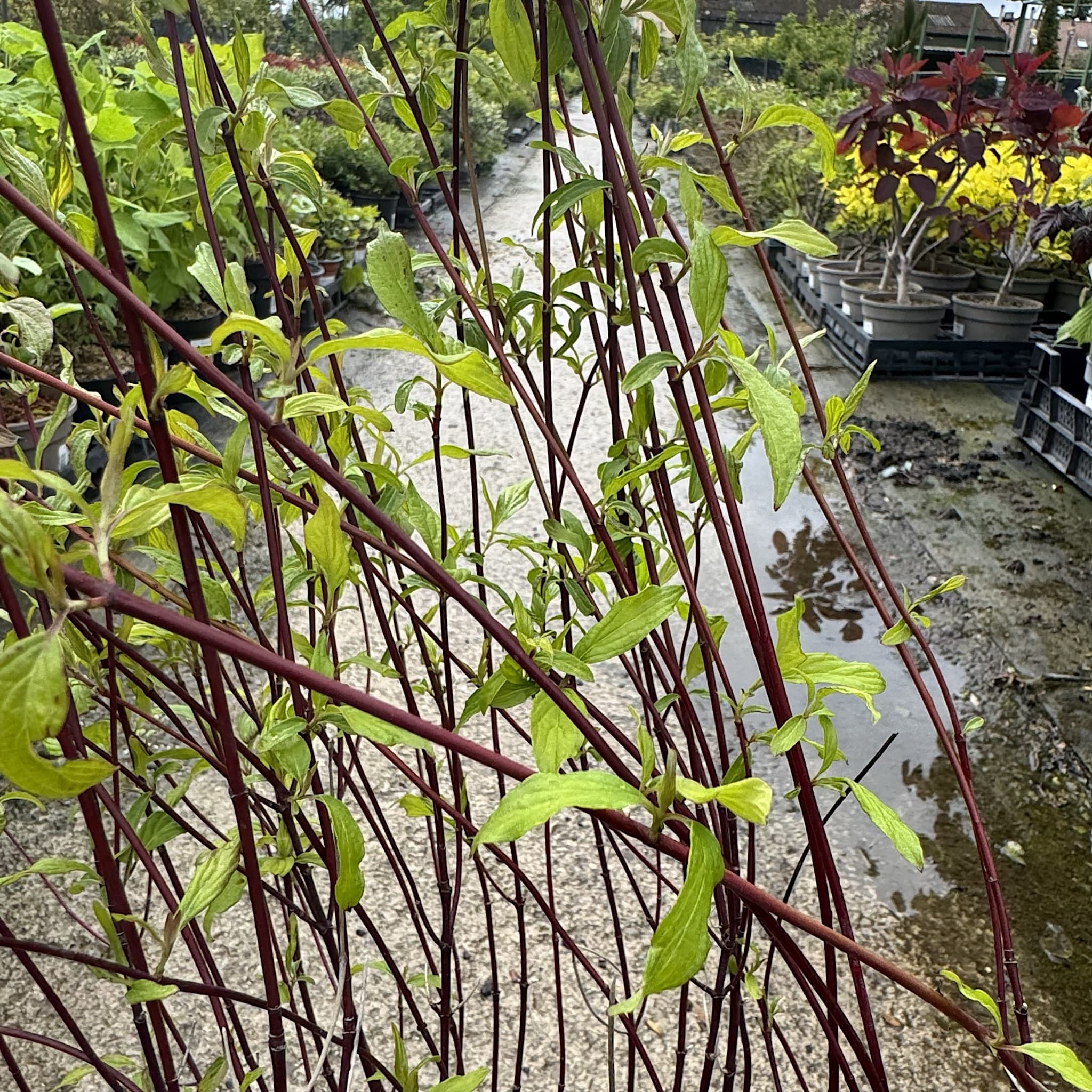 Cornus sericea 'Kelseyi'