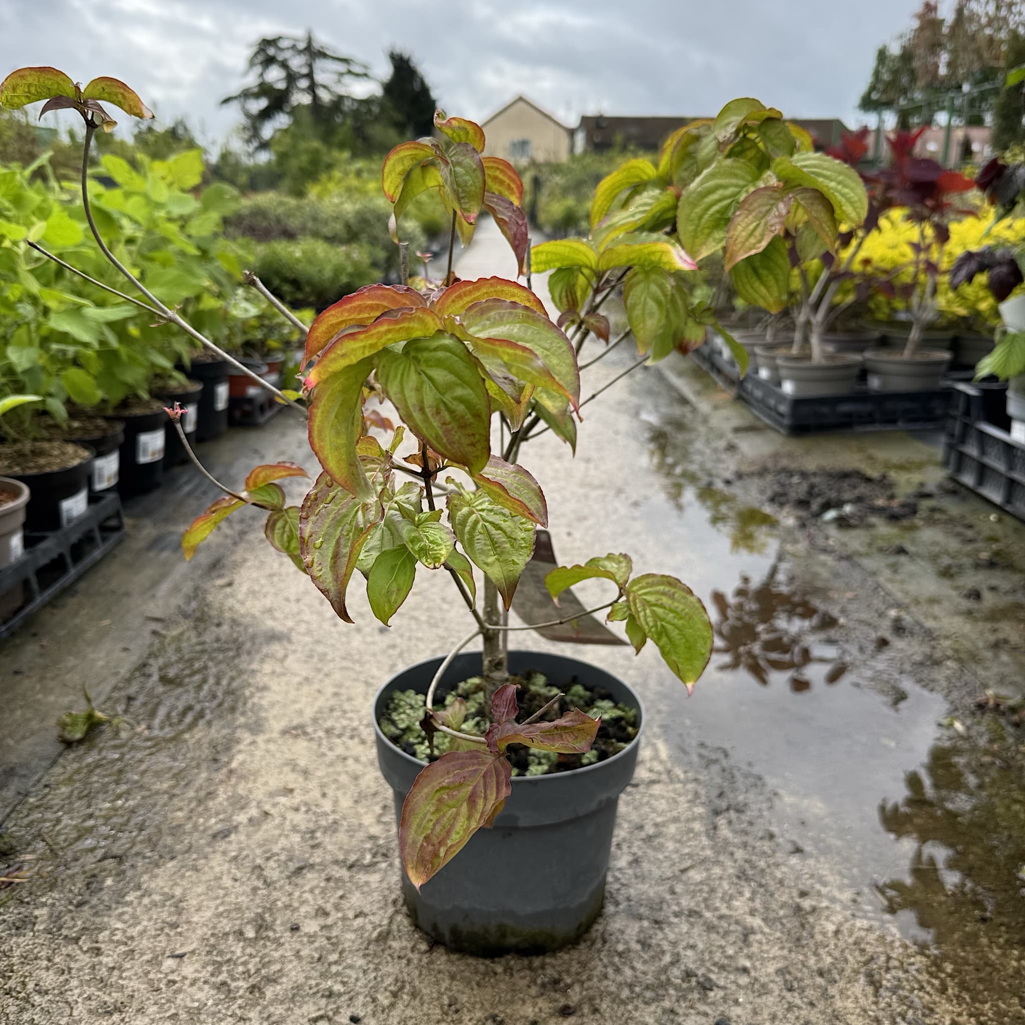 Cornus kousa 'Satomi’