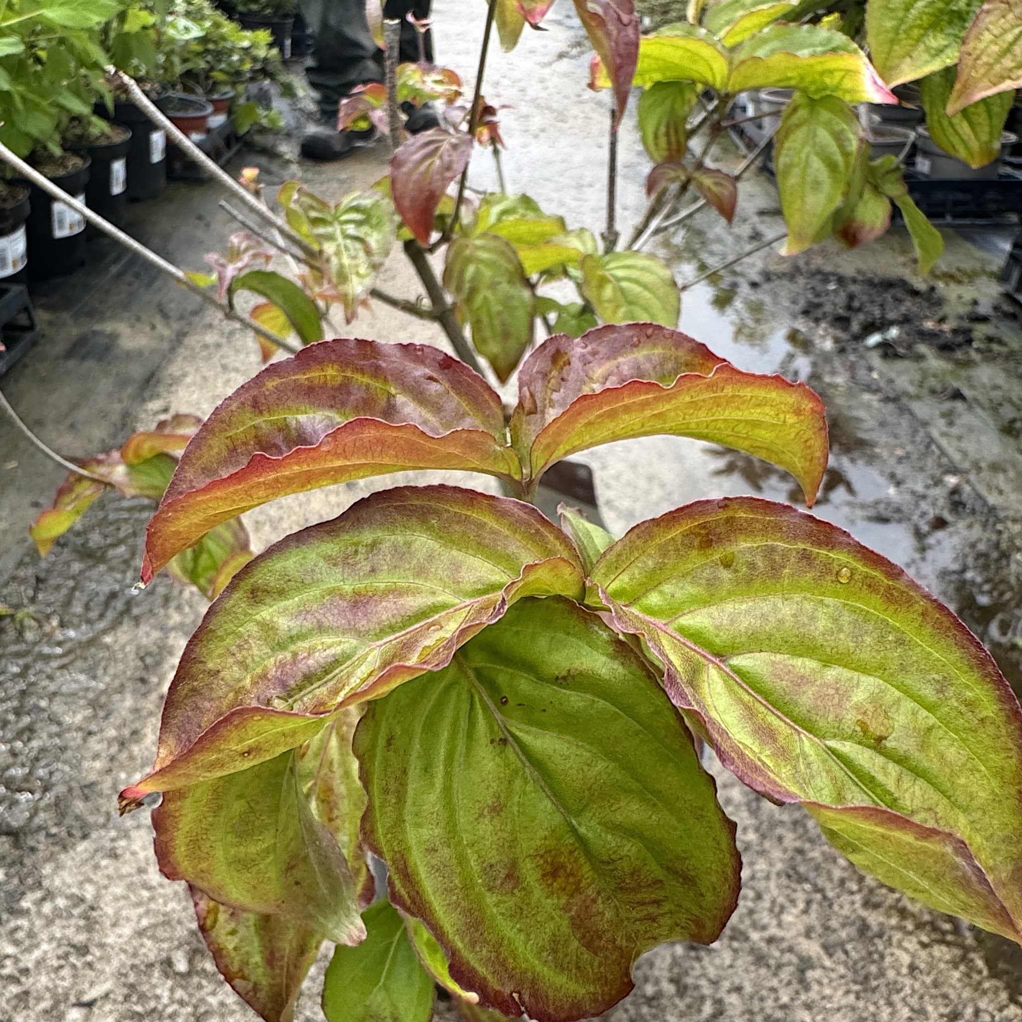 Cornus kousa 'Satomi’