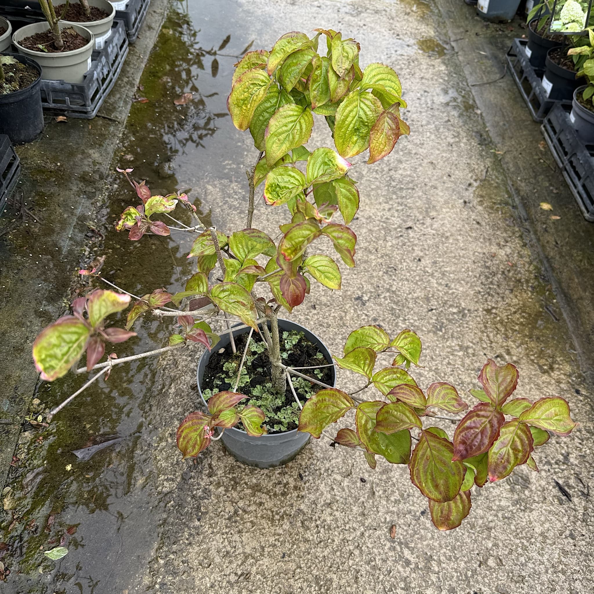 Cornus kousa 'Satomi’