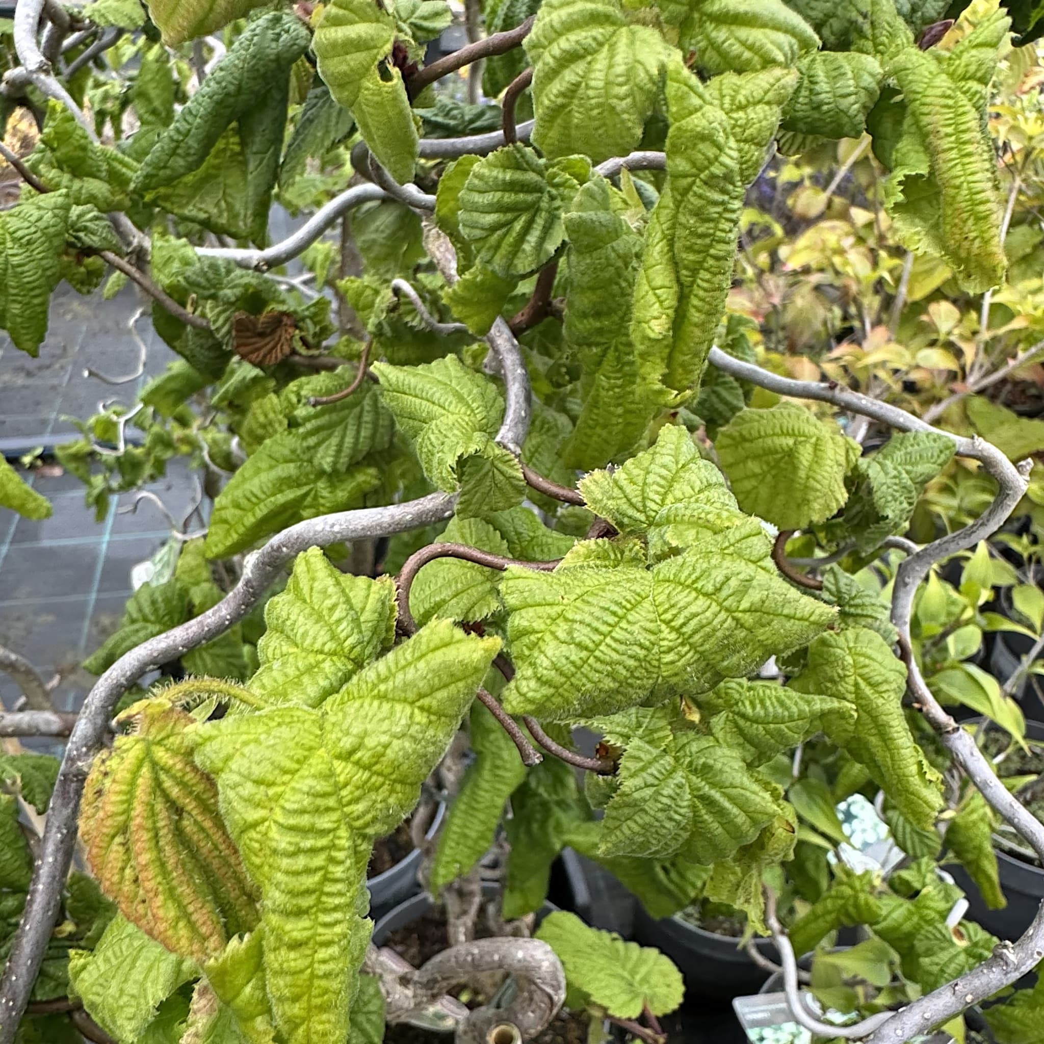 Corylus avellana 'Contorta'