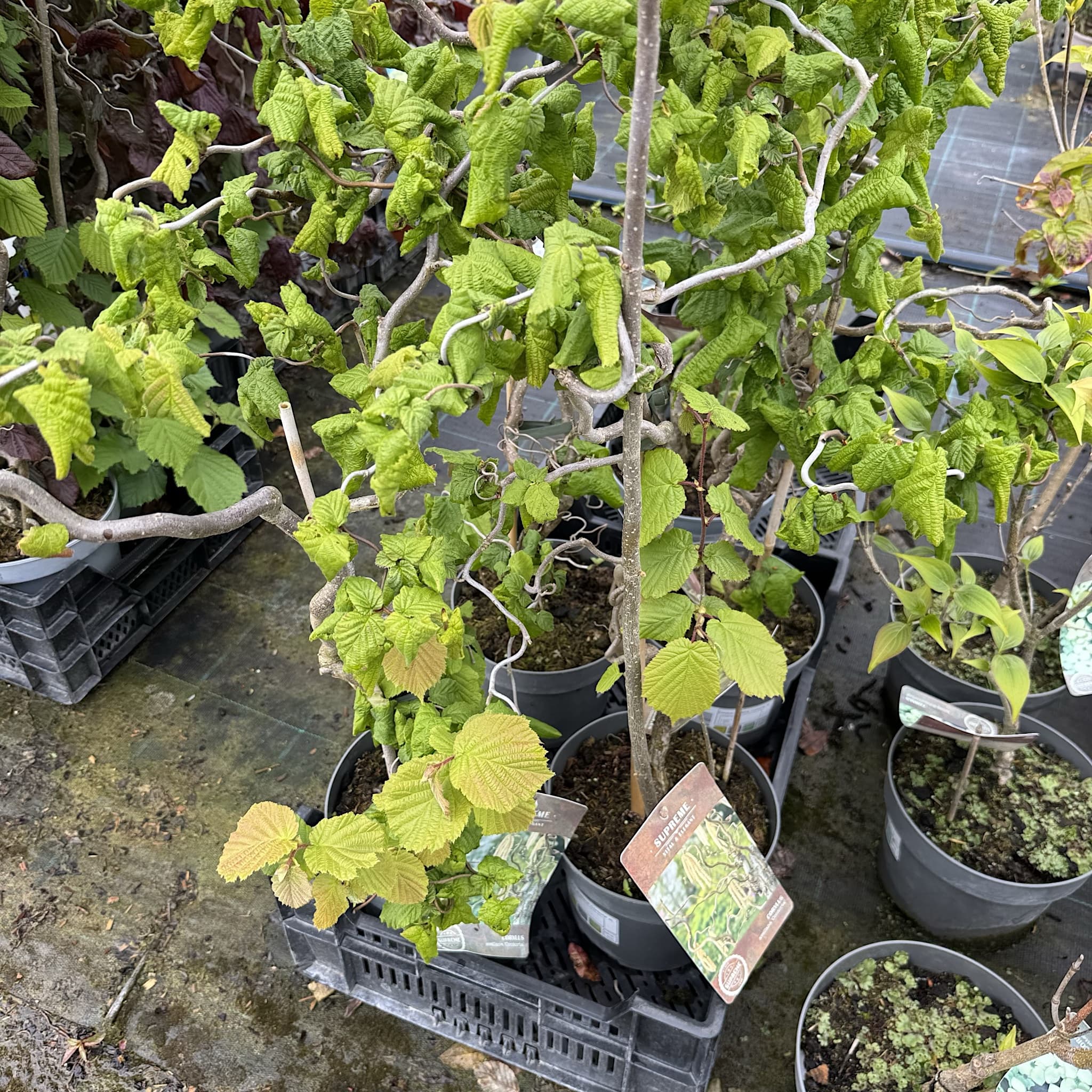Corylus avellana 'Contorta'