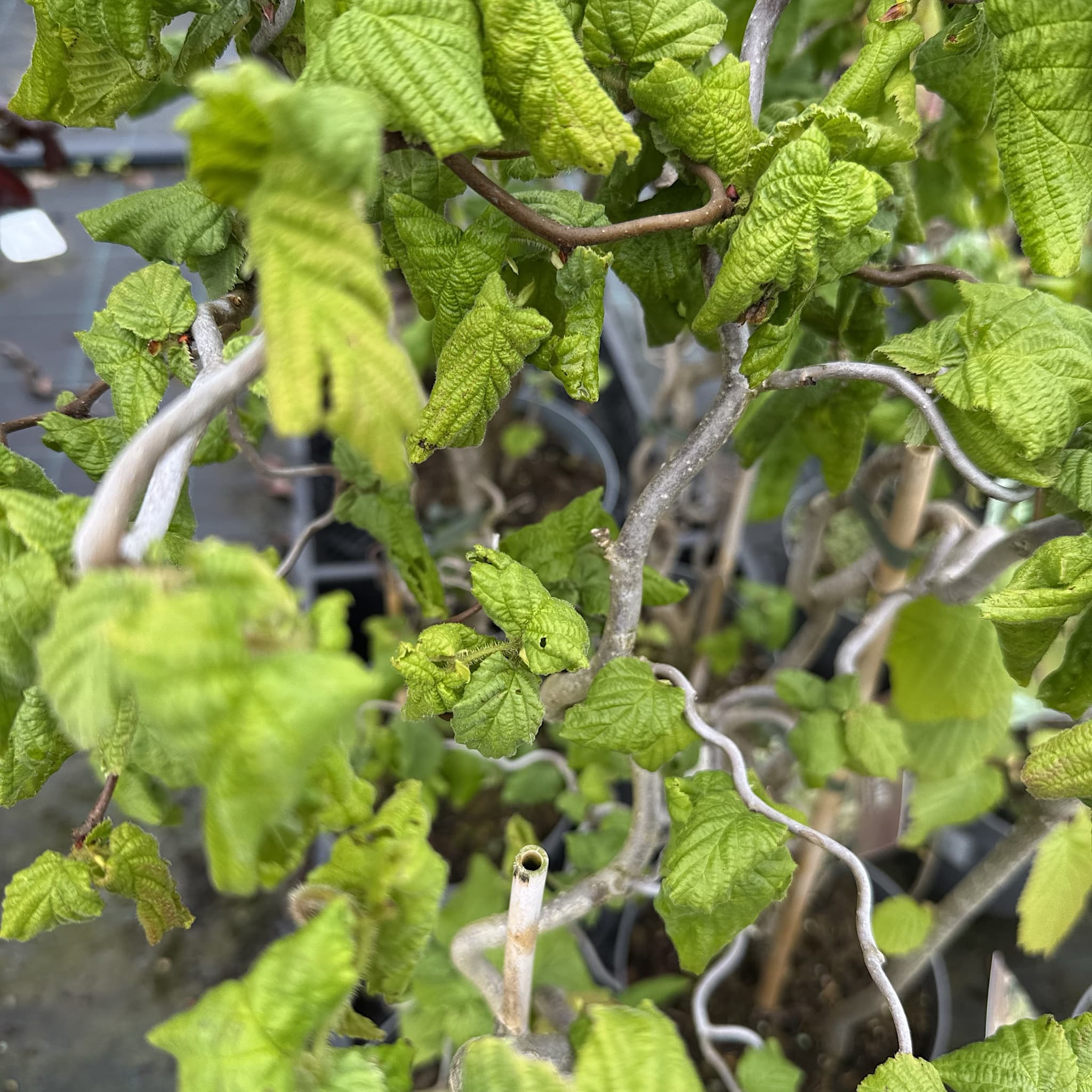 Corylus avellana 'Contorta'