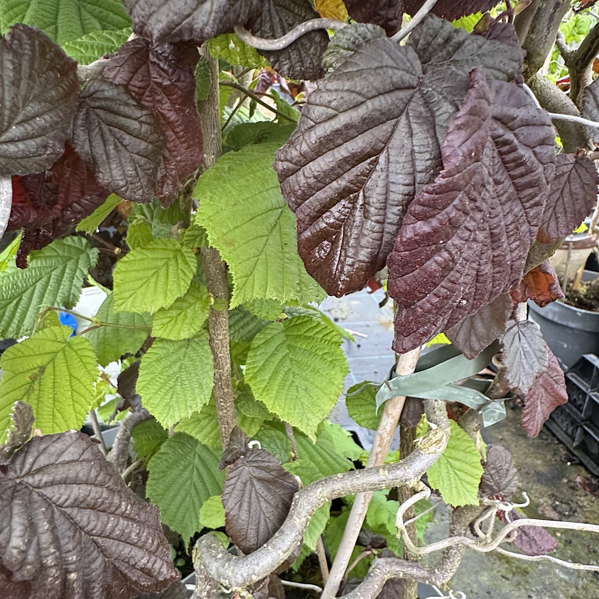 Corylus avellana 'Red Majestic'