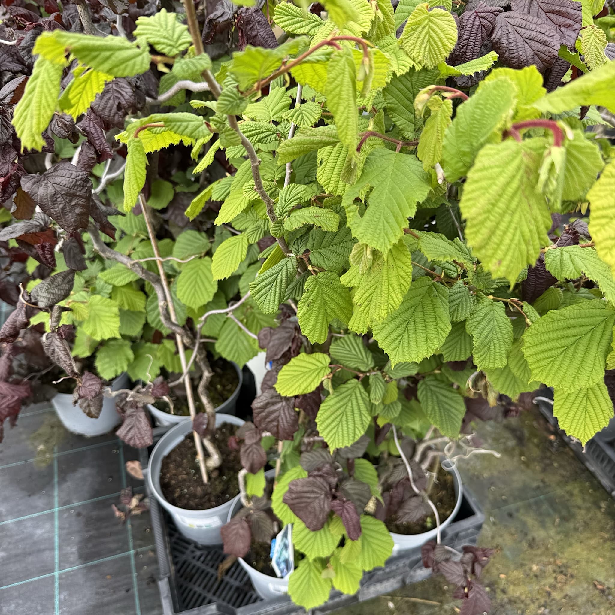 Corylus avellana 'Red Majestic'