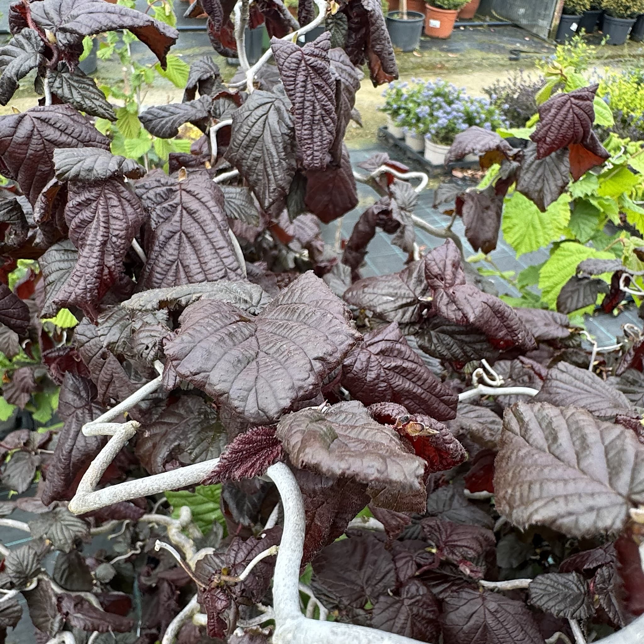 Corylus avellana 'Red Majestic'