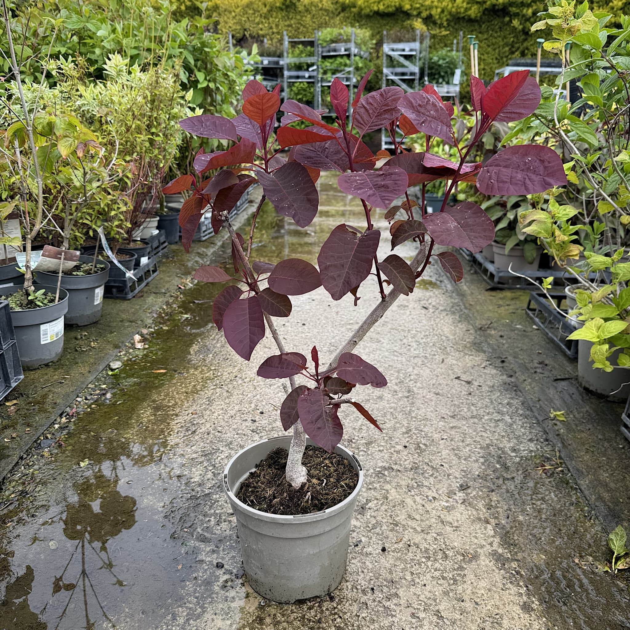 Cotinus dummeri 'Grace'