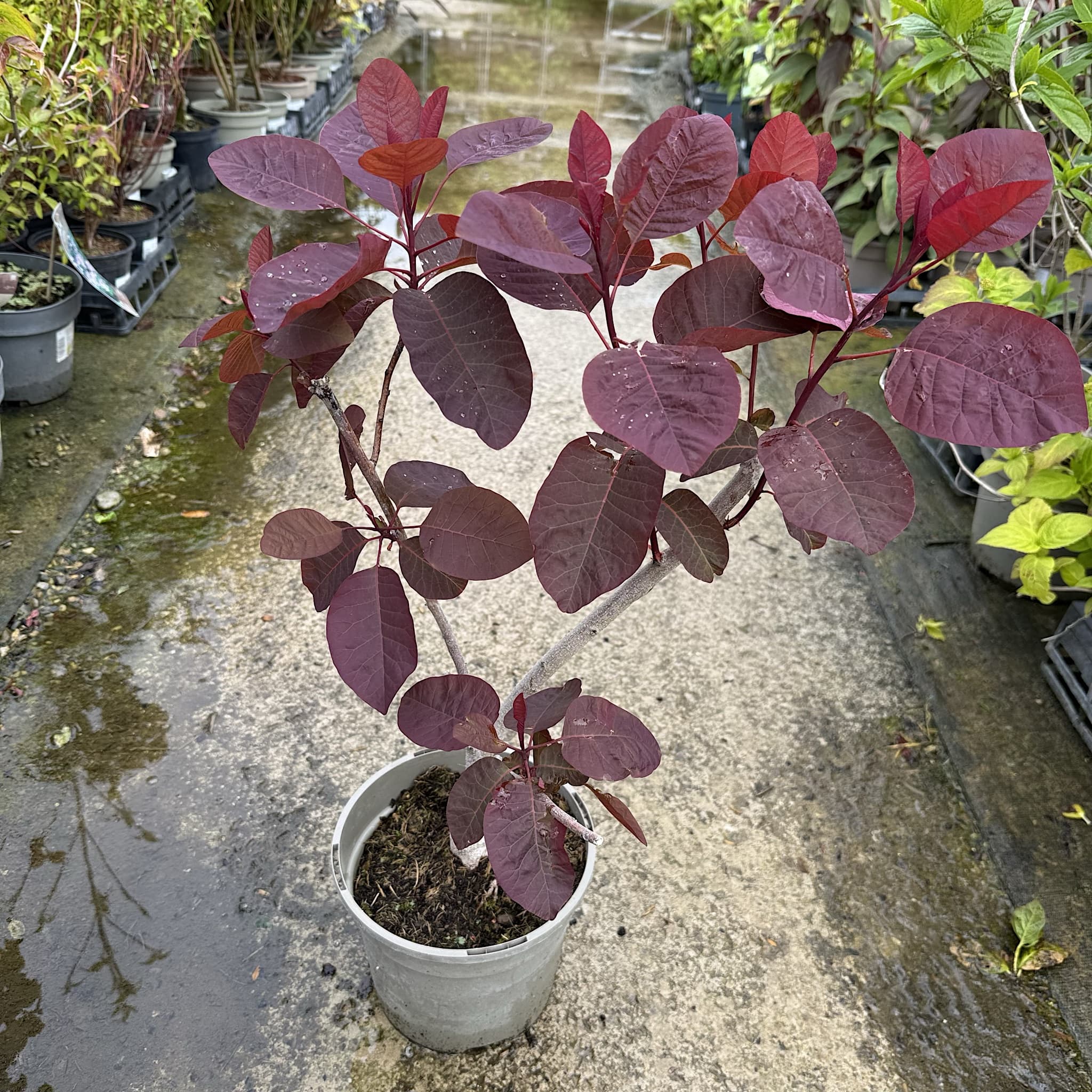 Cotinus dummeri 'Grace'