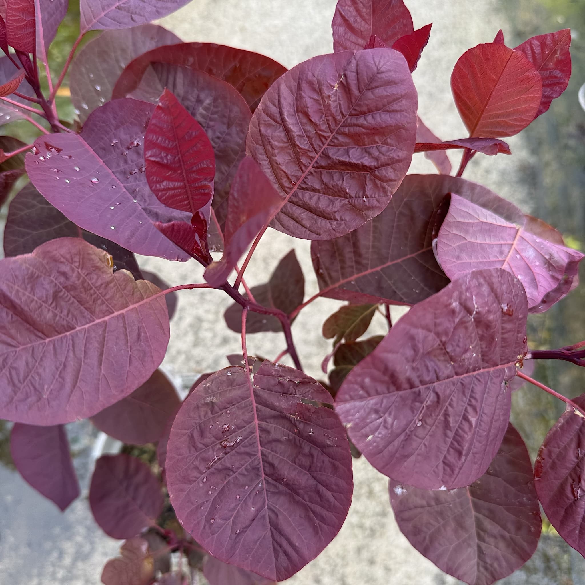 Cotinus dummeri 'Grace'