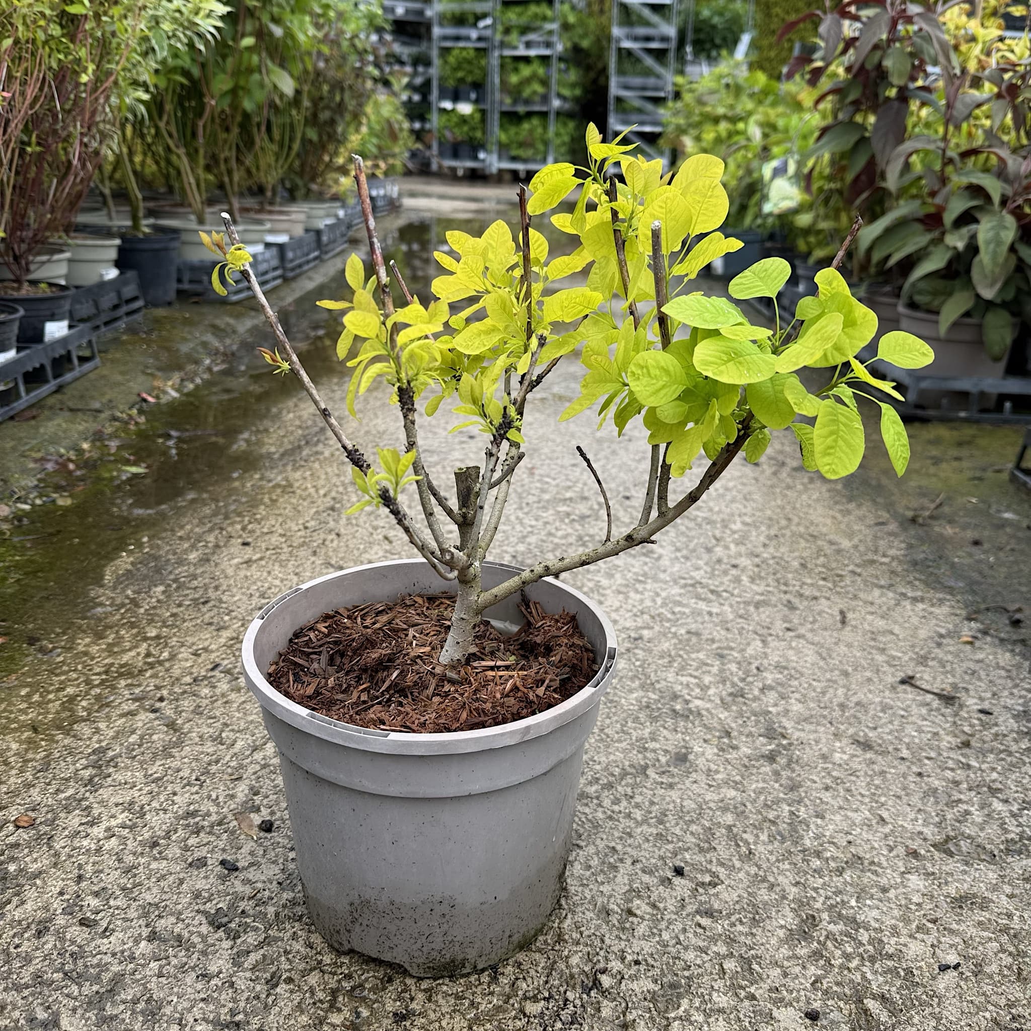 Cotinus 'Golden Spirit'