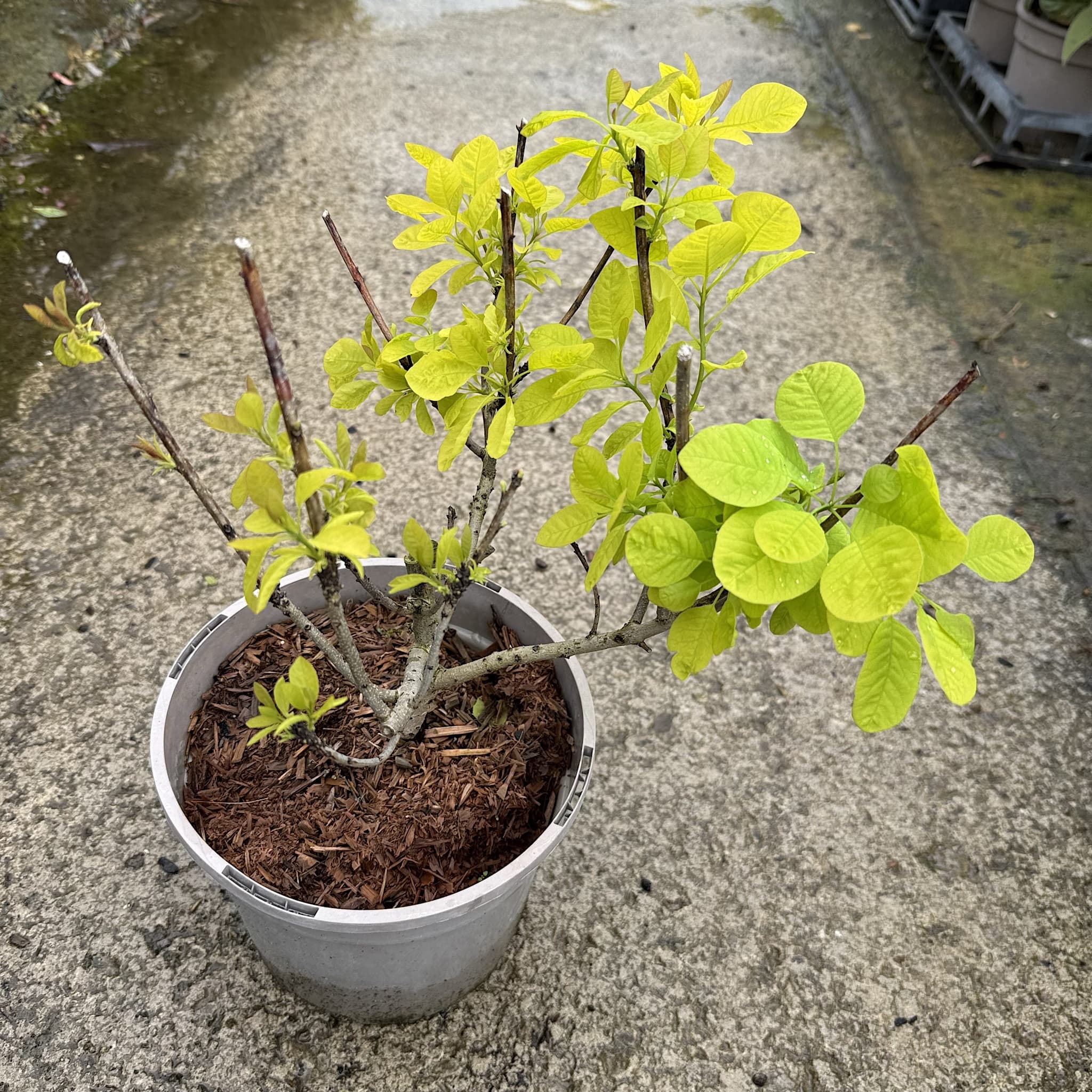 Cotinus 'Golden Spirit'