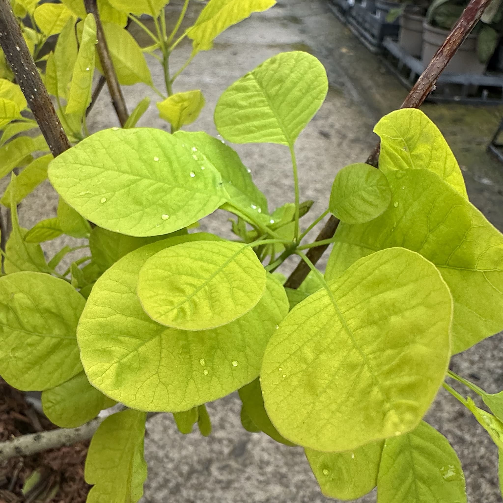 Cotinus 'Golden Spirit'